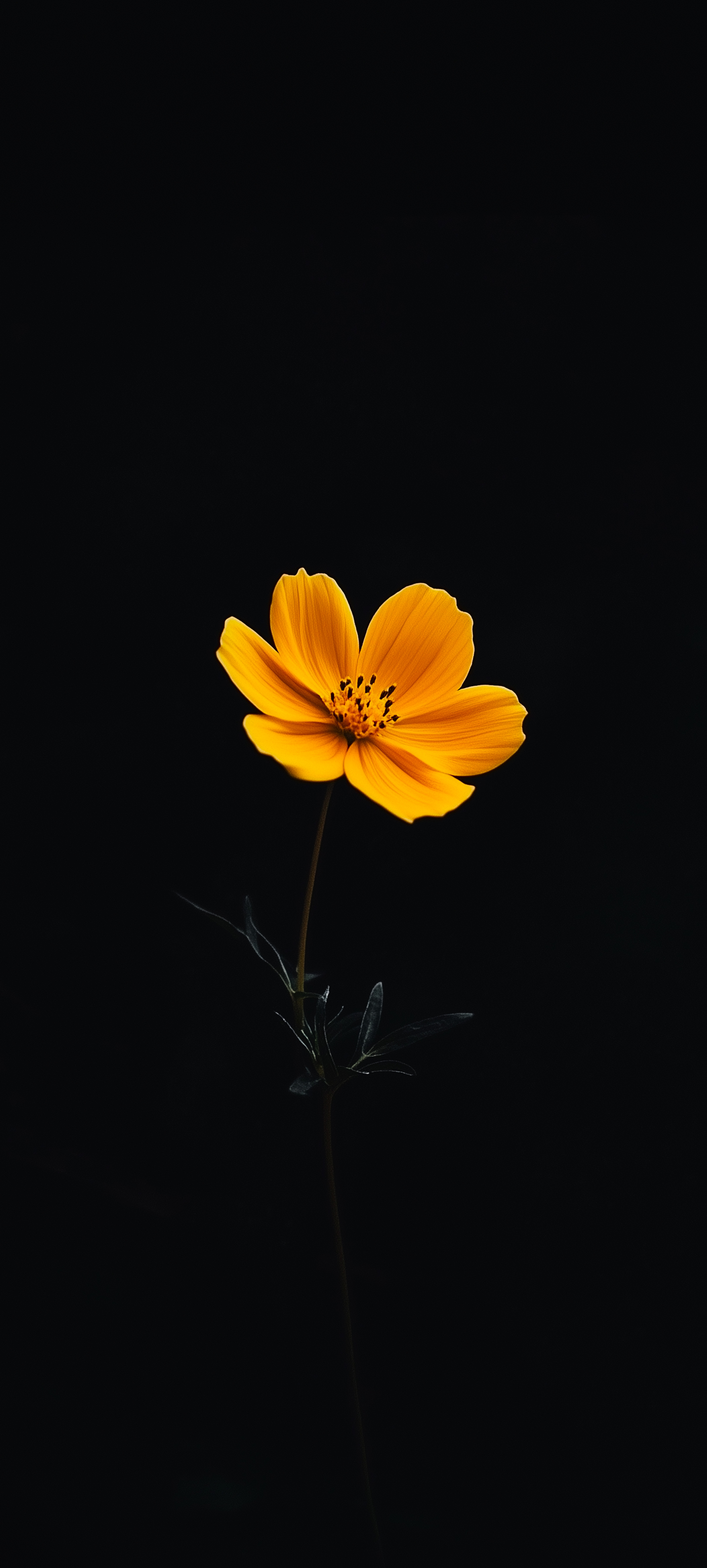 Vibrant Yellow Cosmos Flower - flowers wallpaper for Darkify