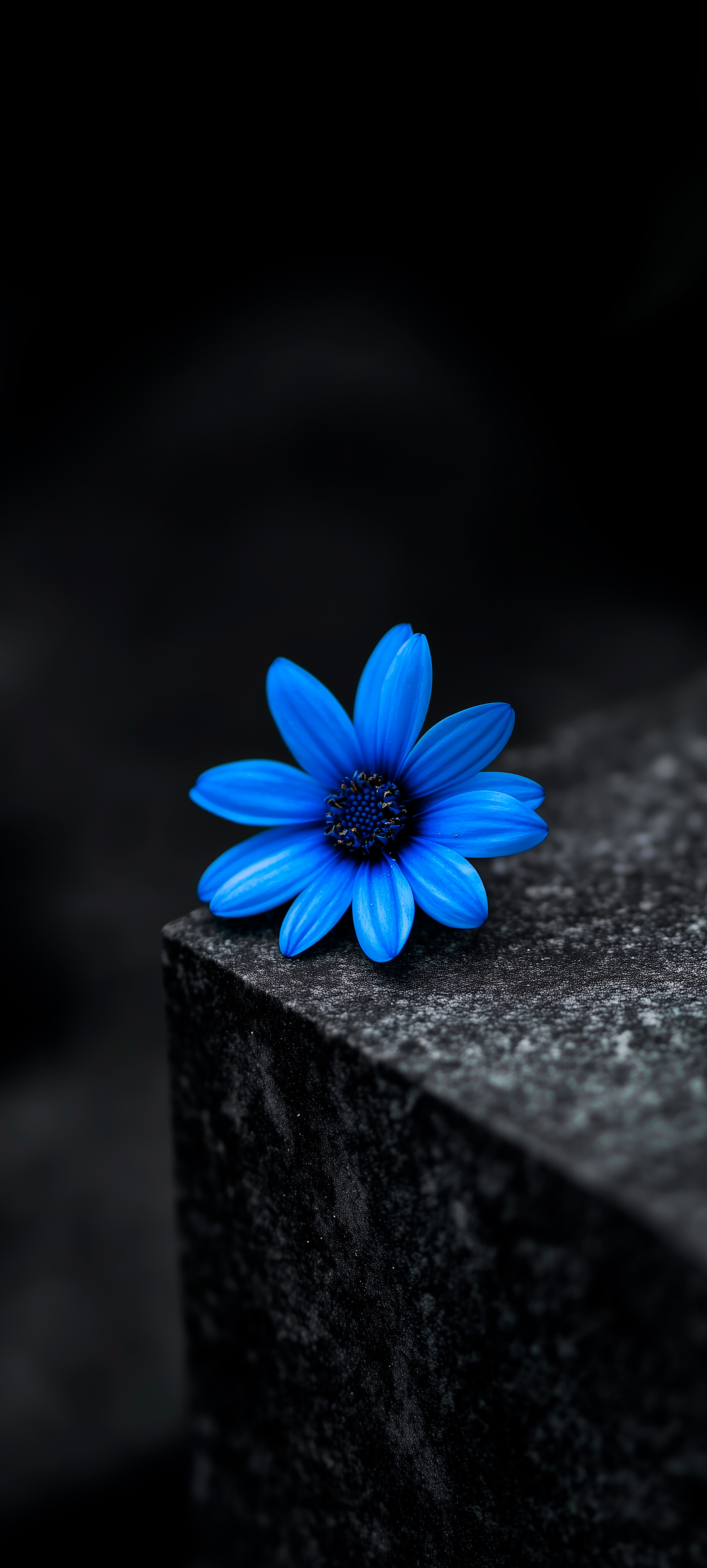 Vibrant Blue Daisy Flower - flowers wallpaper for Darkify