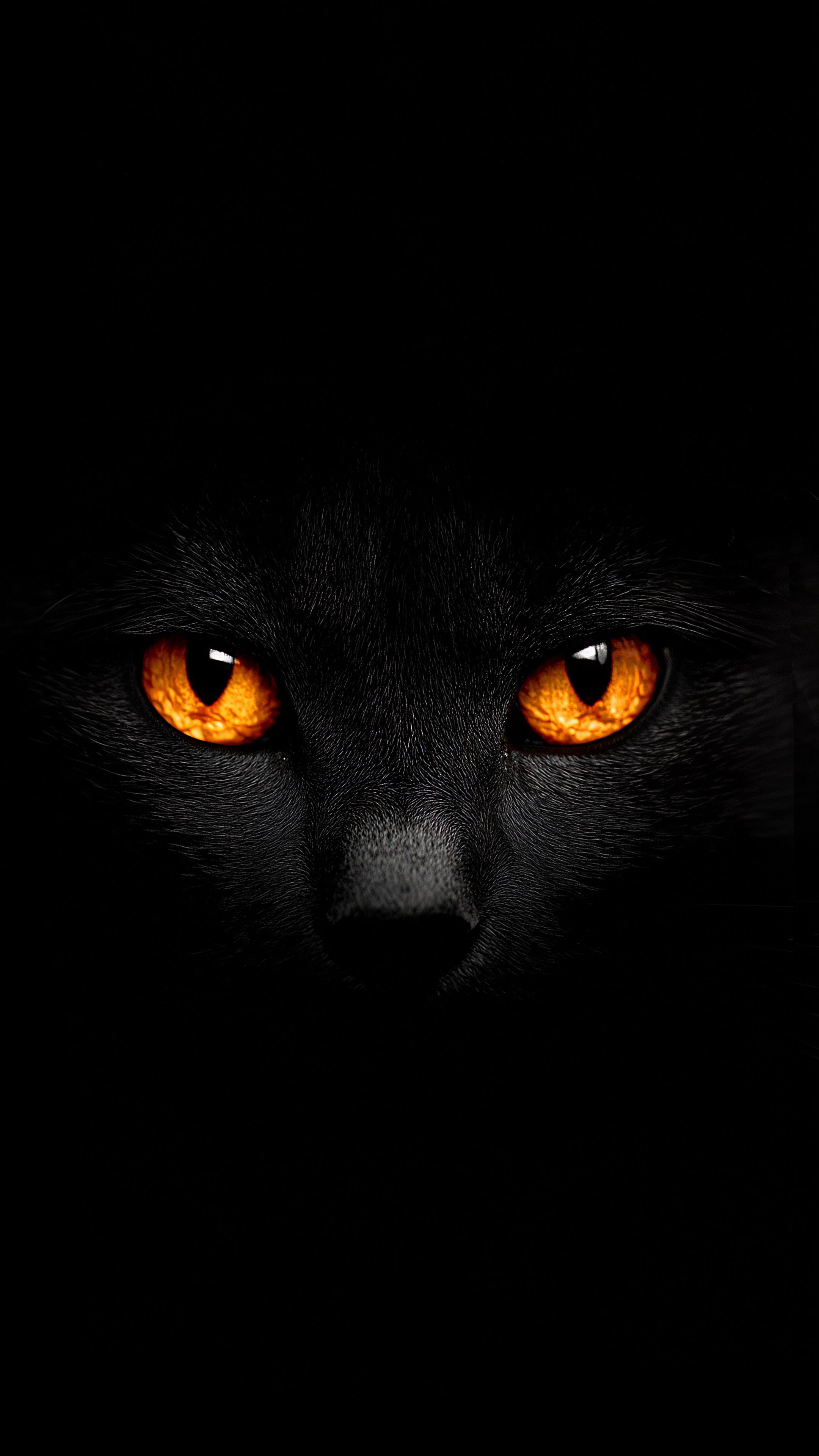 Glowing Orange Cat Eyes - cat wallpaper for Darkify