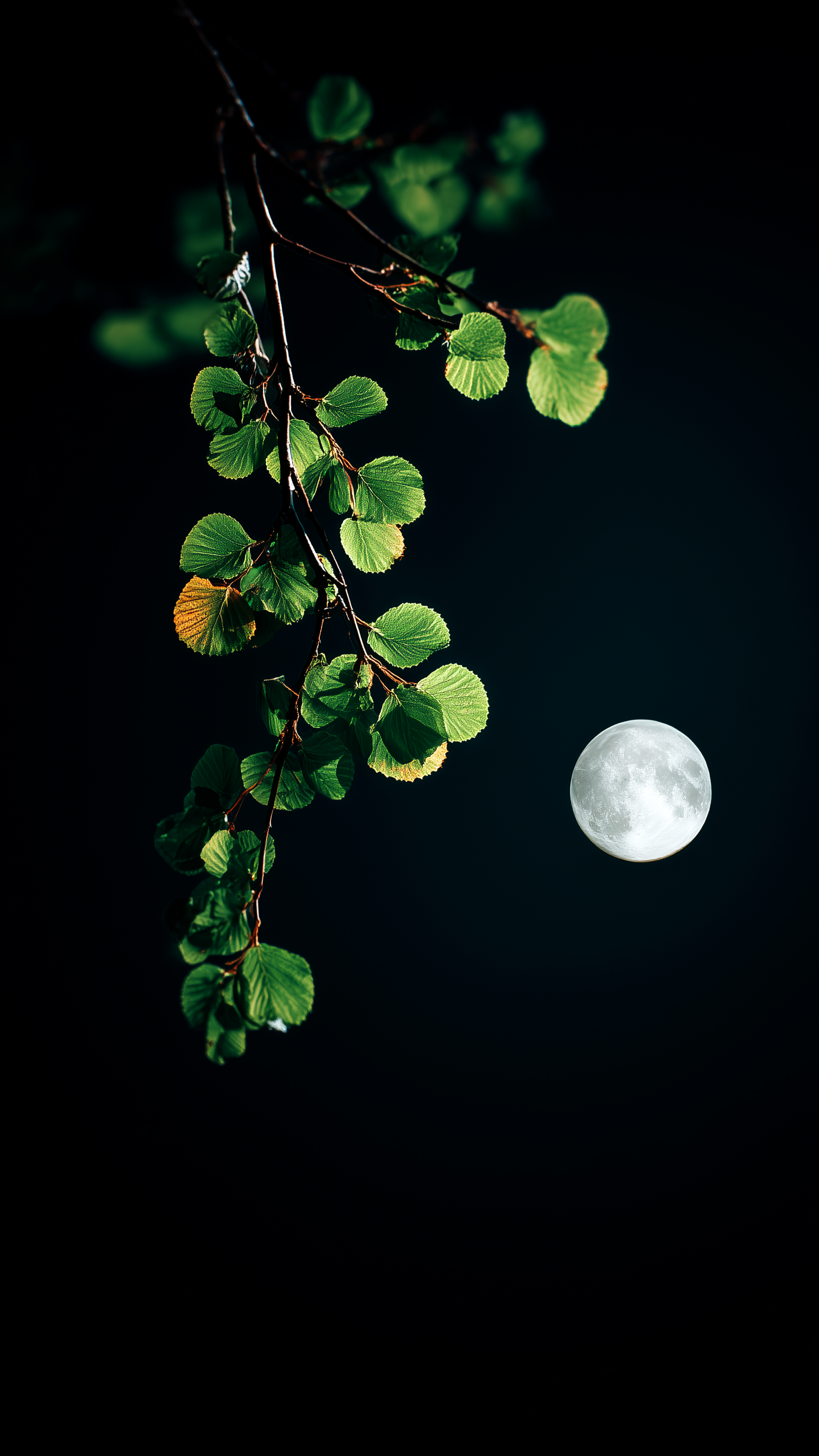 Moonlit Green Tree Branch - moon wallpaper for Darkify