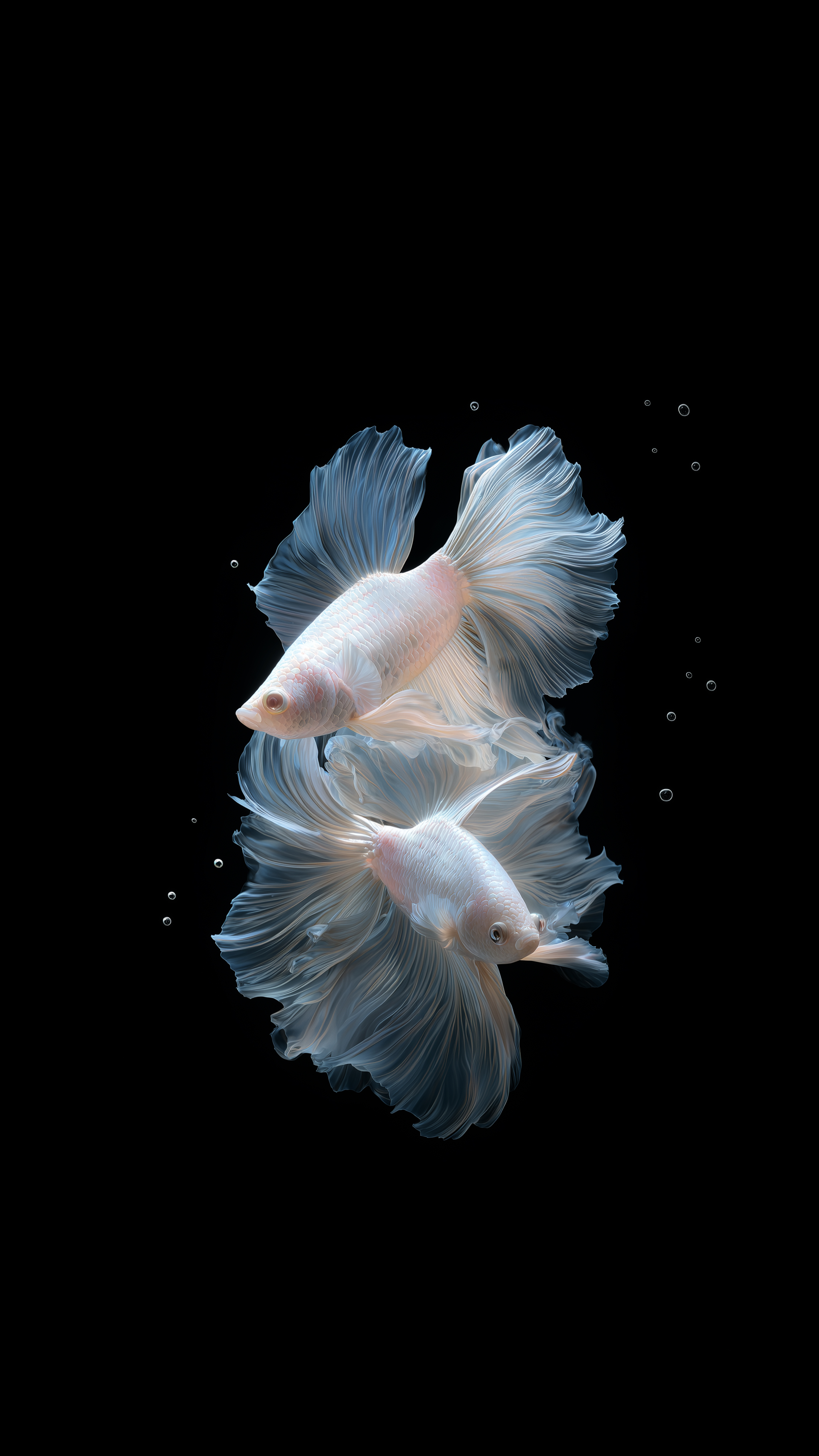 Elegant White Betta Fish - fish wallpaper for Darkify