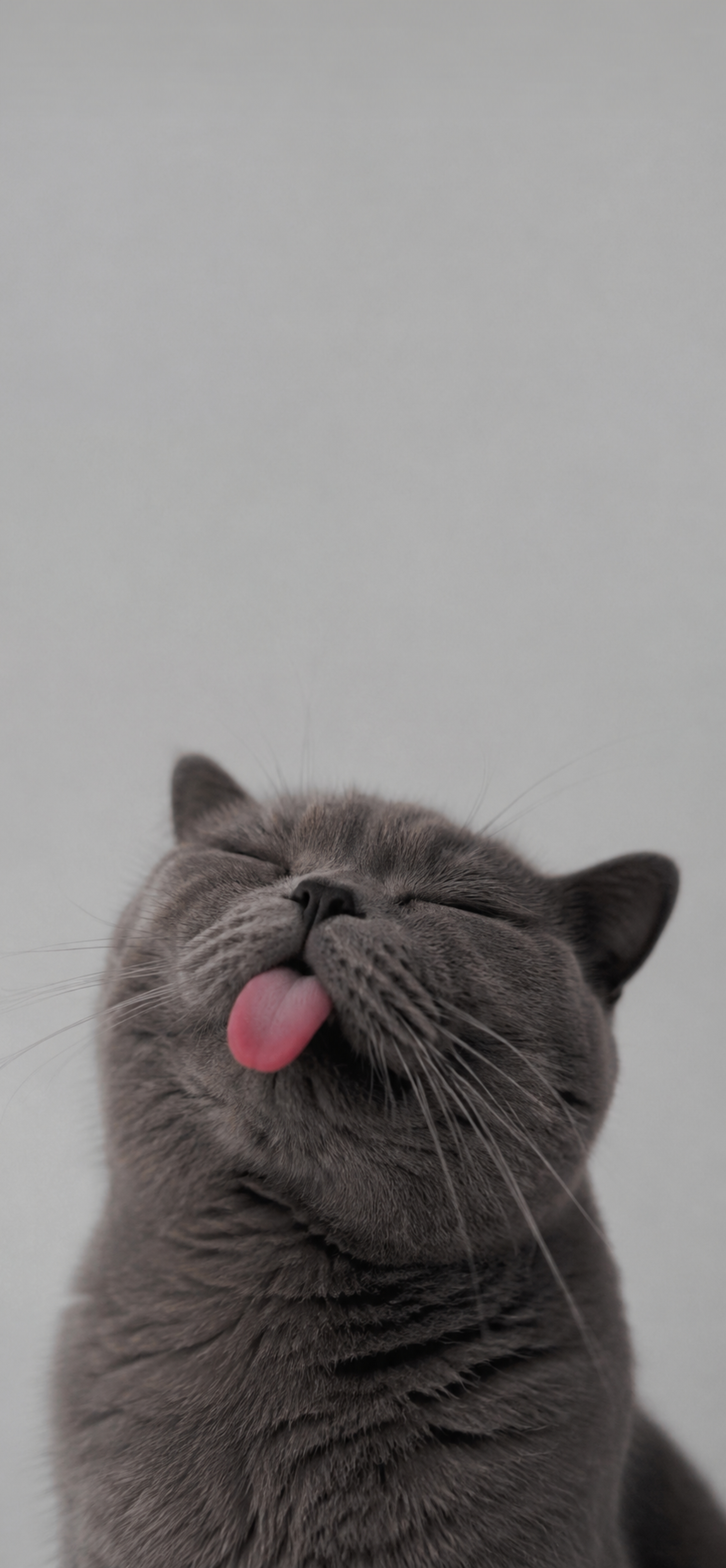 Silly Gray Cat Portrait - cat wallpaper for Darkify