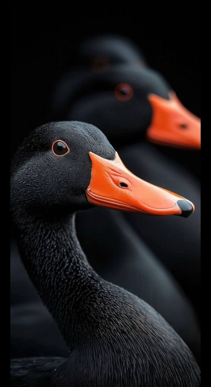 Elegant Black Duck Portrait - animals wallpaper for Darkify