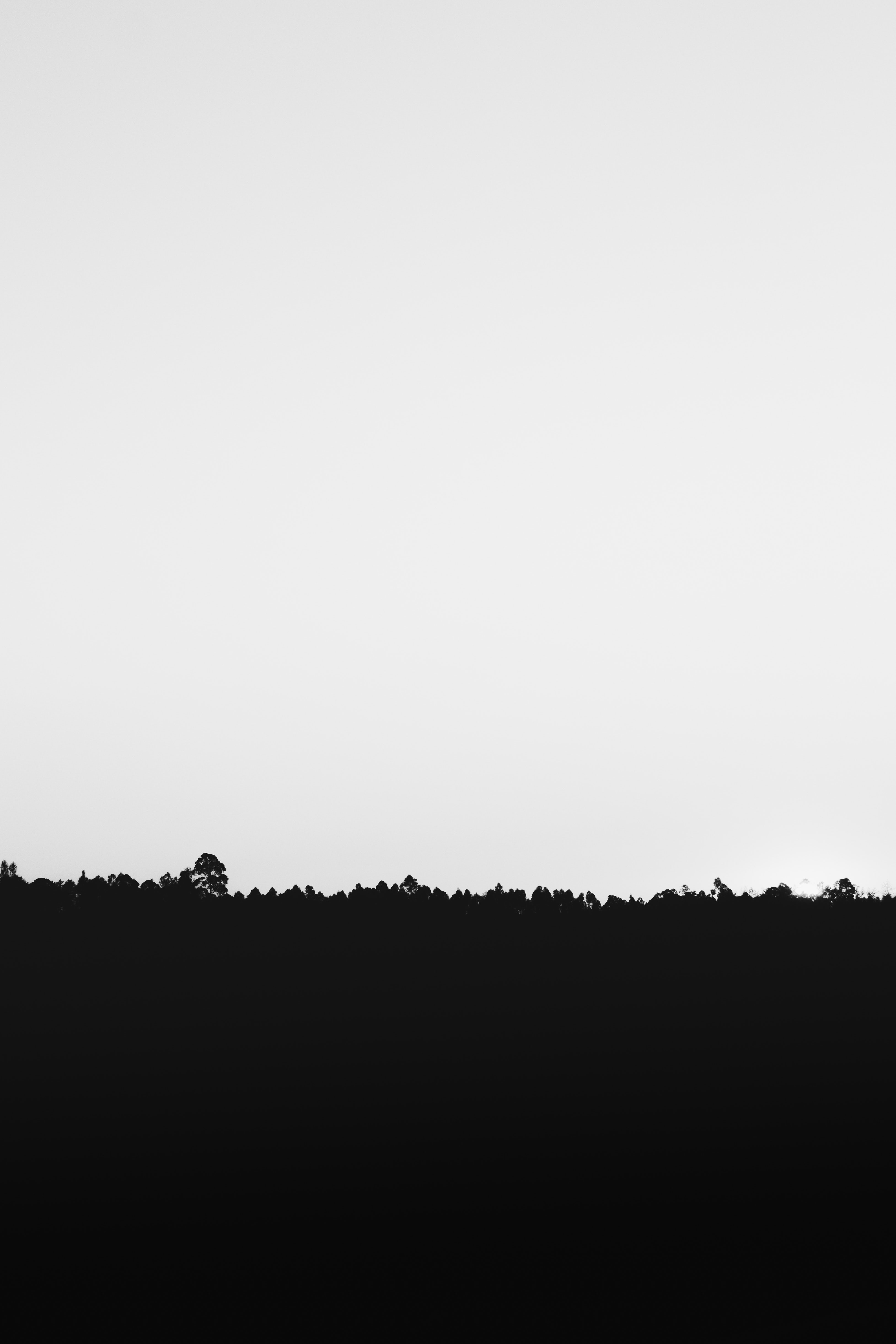 Minimalist Black Forest Silhouette - silhouette wallpaper for Darkify