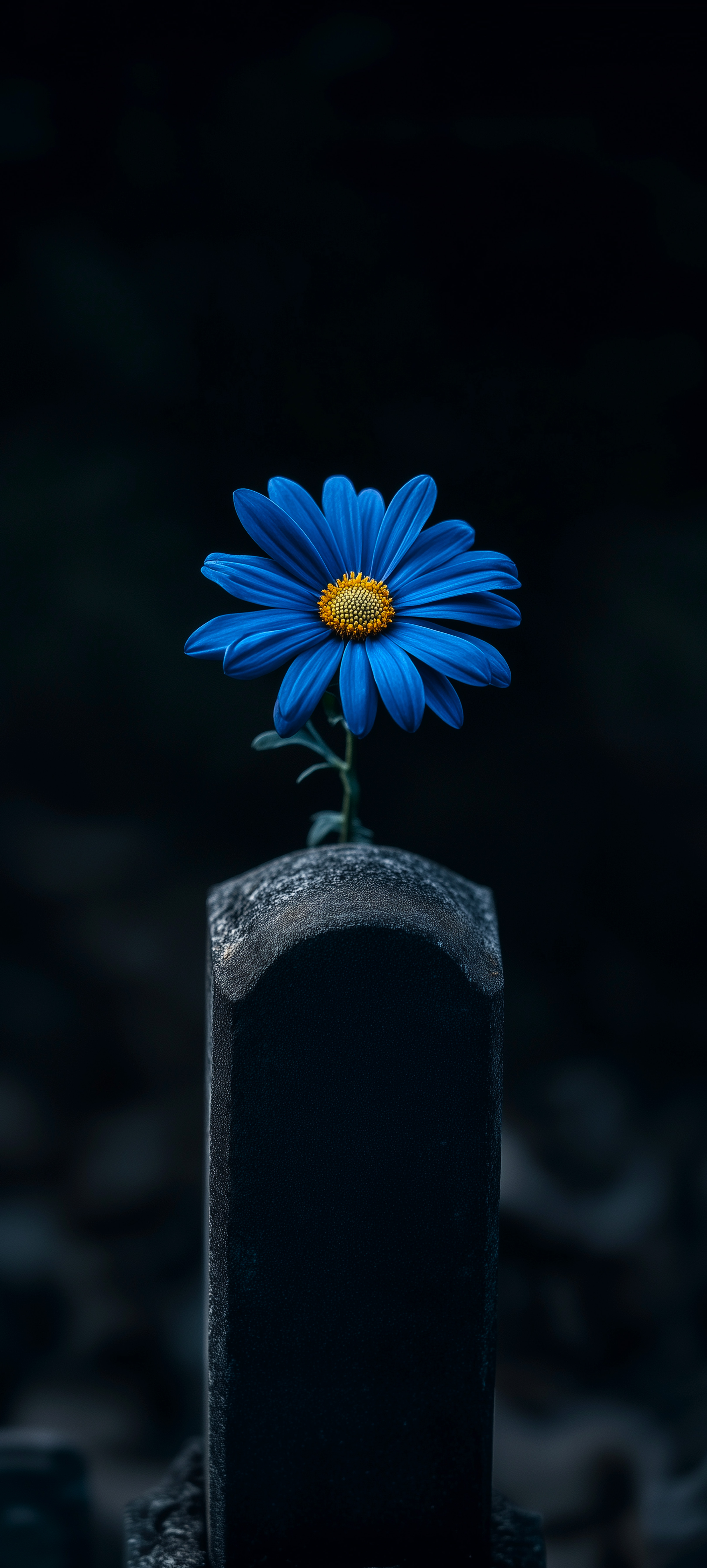 Blue Flower on Stone - amoled wallpaper for Darkify