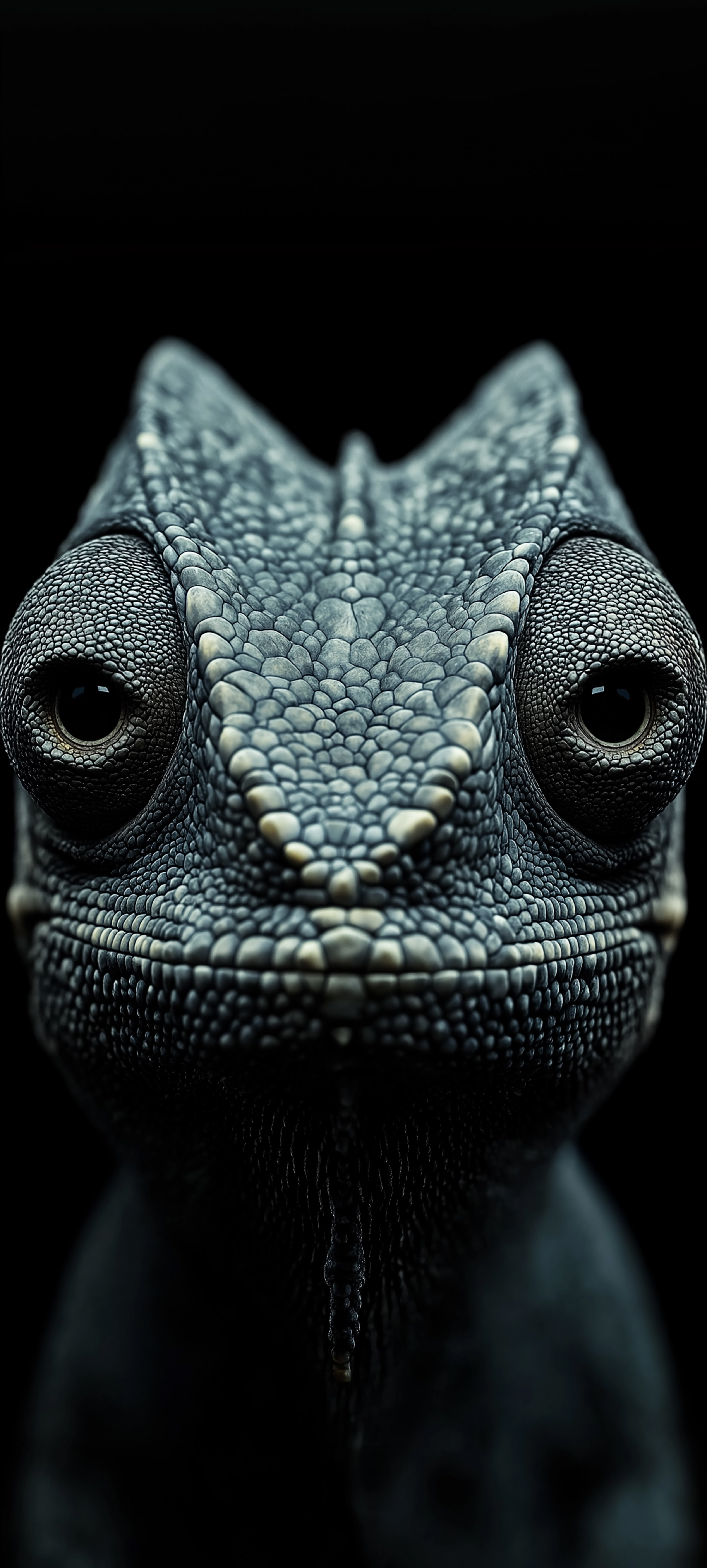 Chameleon Close-Up Portrait - animal wallpaper for Darkify