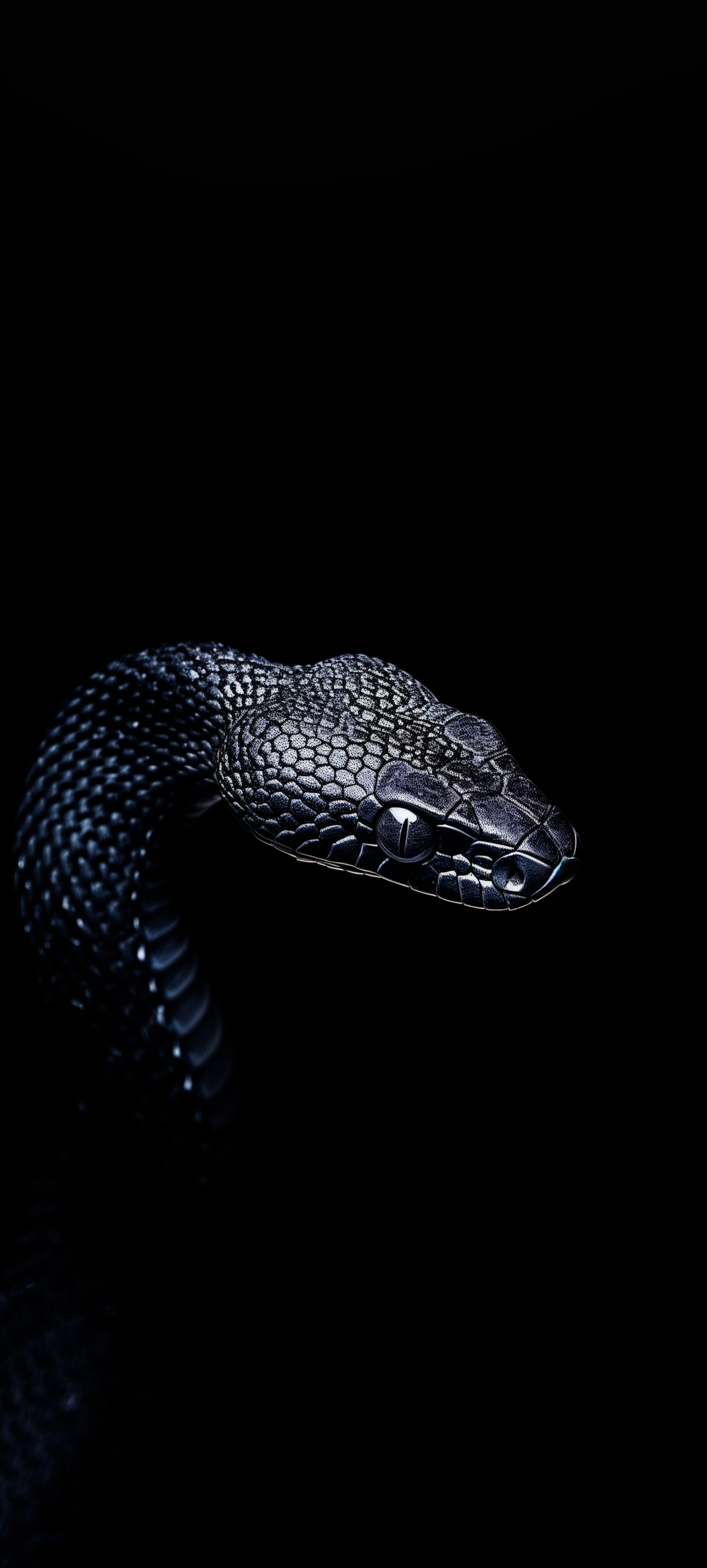 Dark Snake Portrait - snake wallpaper for Darkify