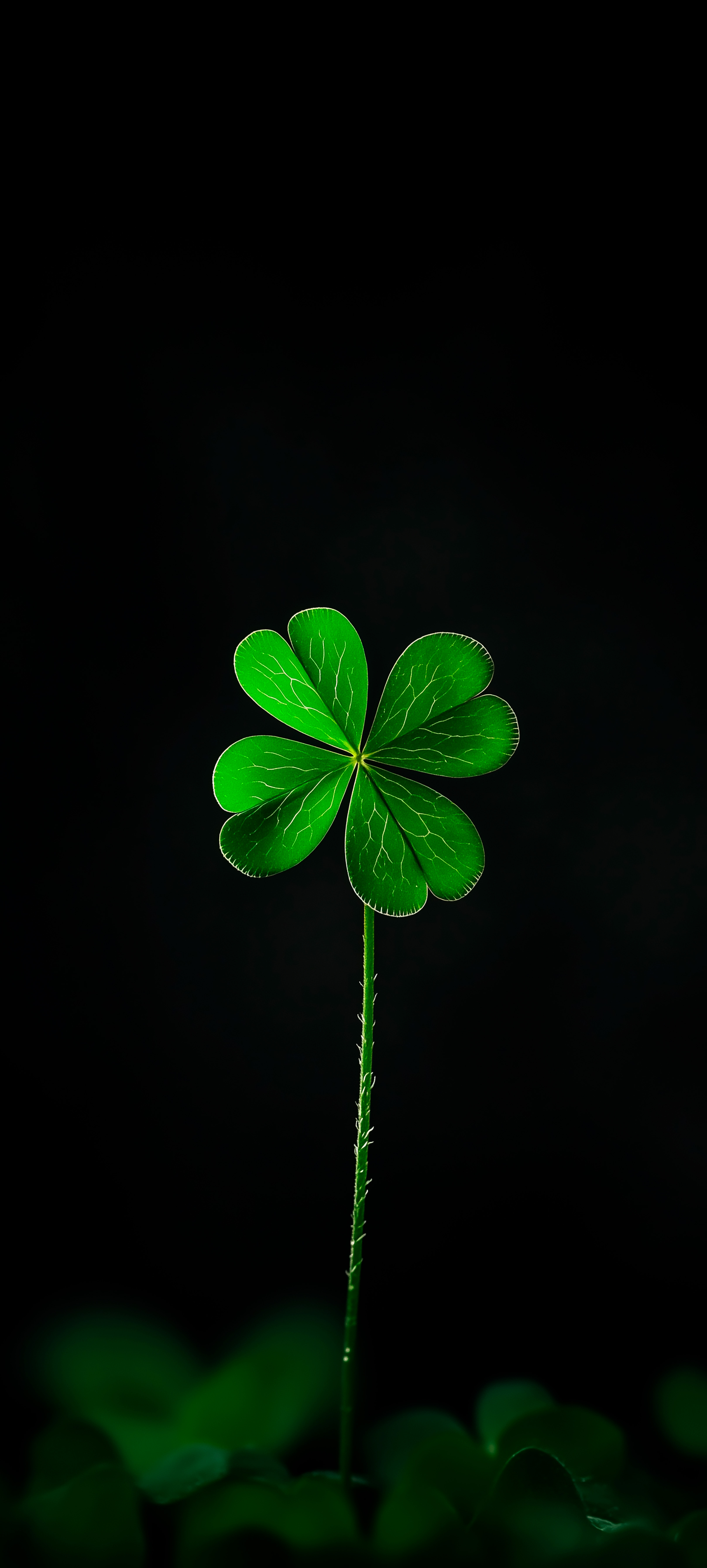 Green Four Leaf Clover - plant wallpaper for Darkify