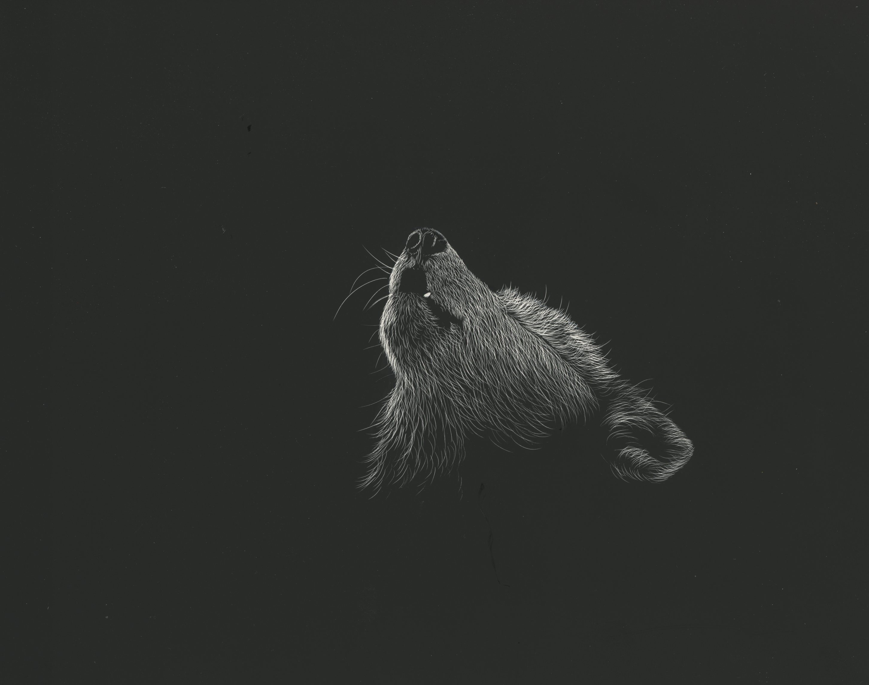Howling Wolf Portrait - wolf wallpaper for Tablet