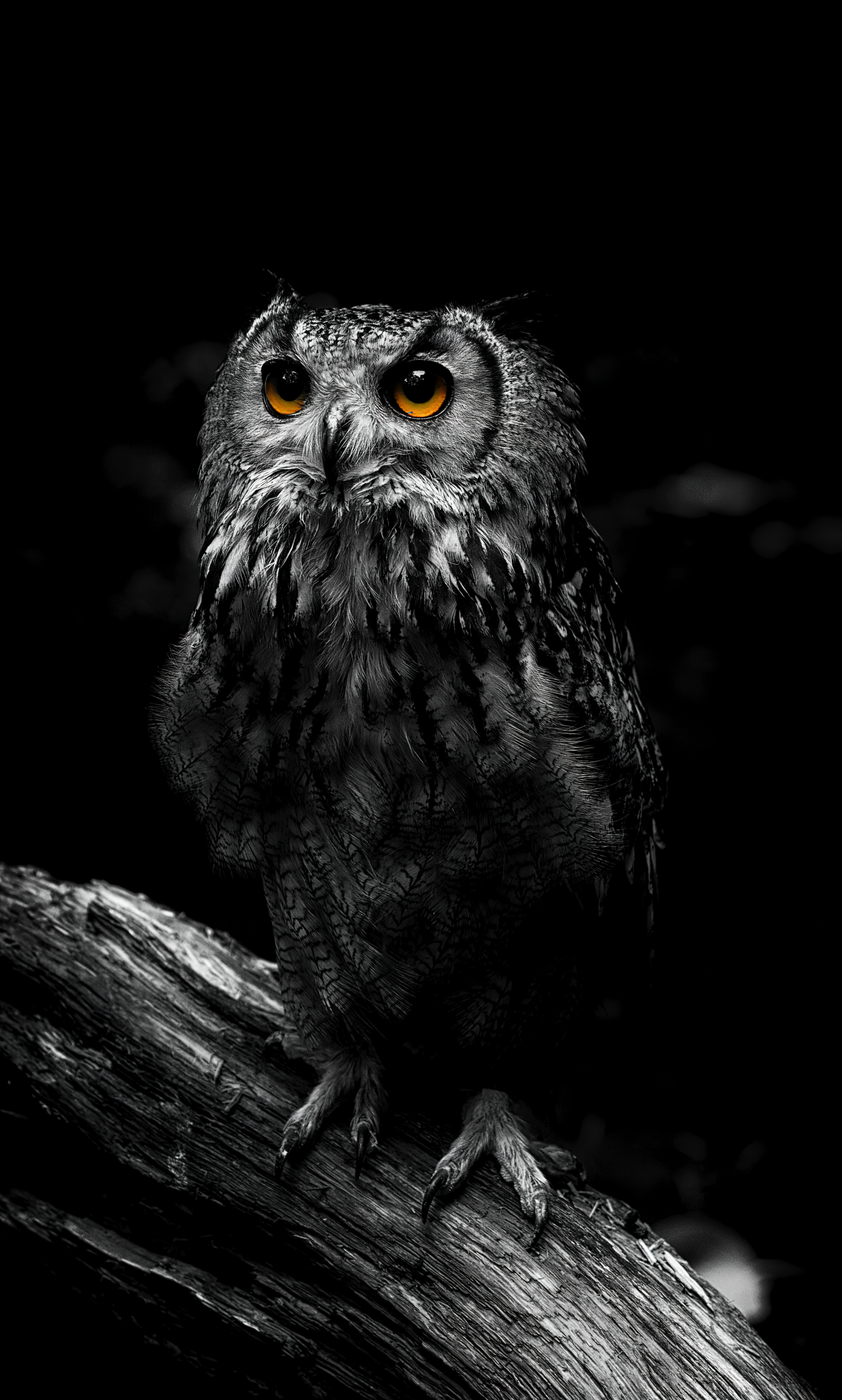 Intense Owl Portrait - owl wallpaper for Darkify