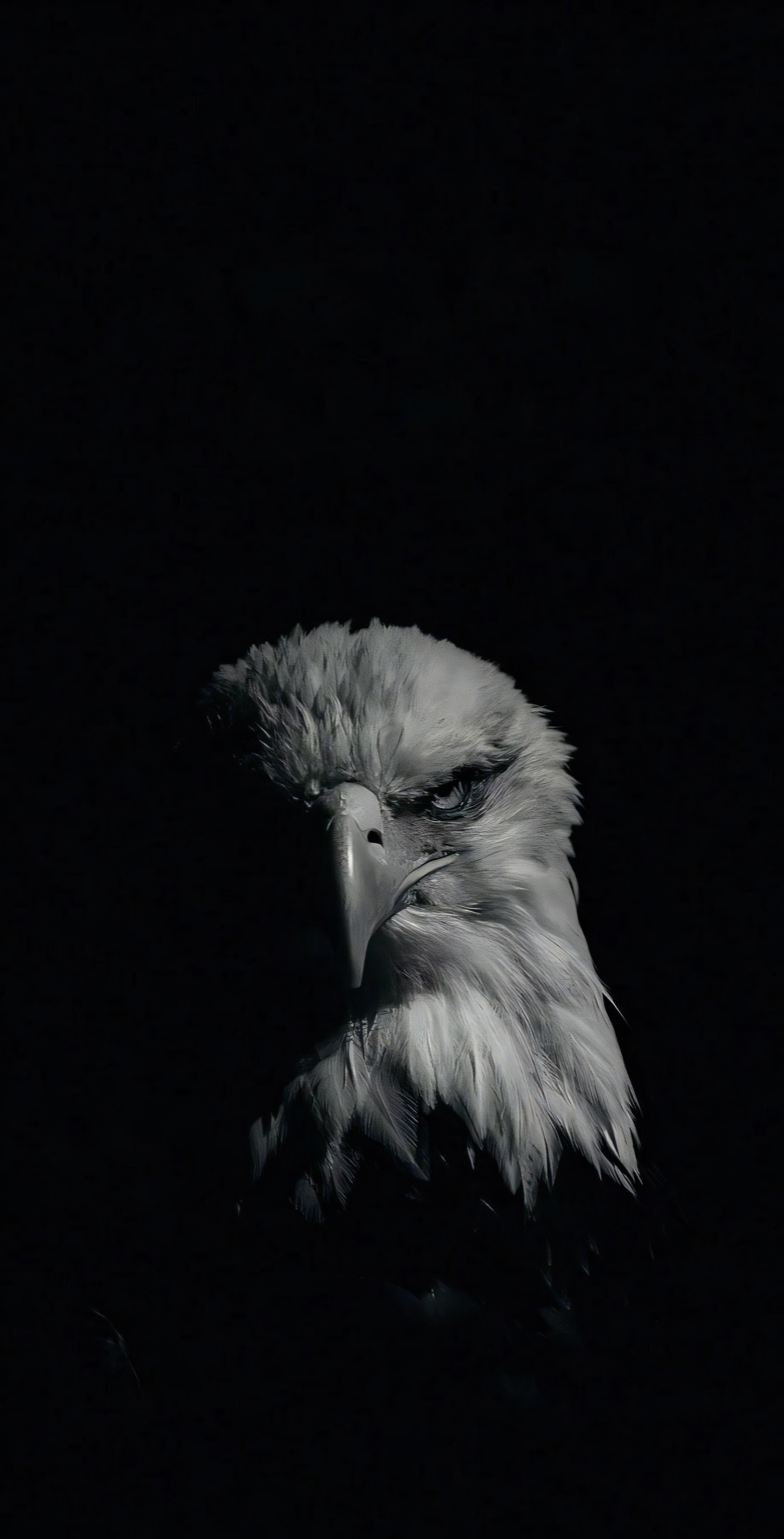 Majestic Eagle Portrait - eagle wallpaper for Darkify