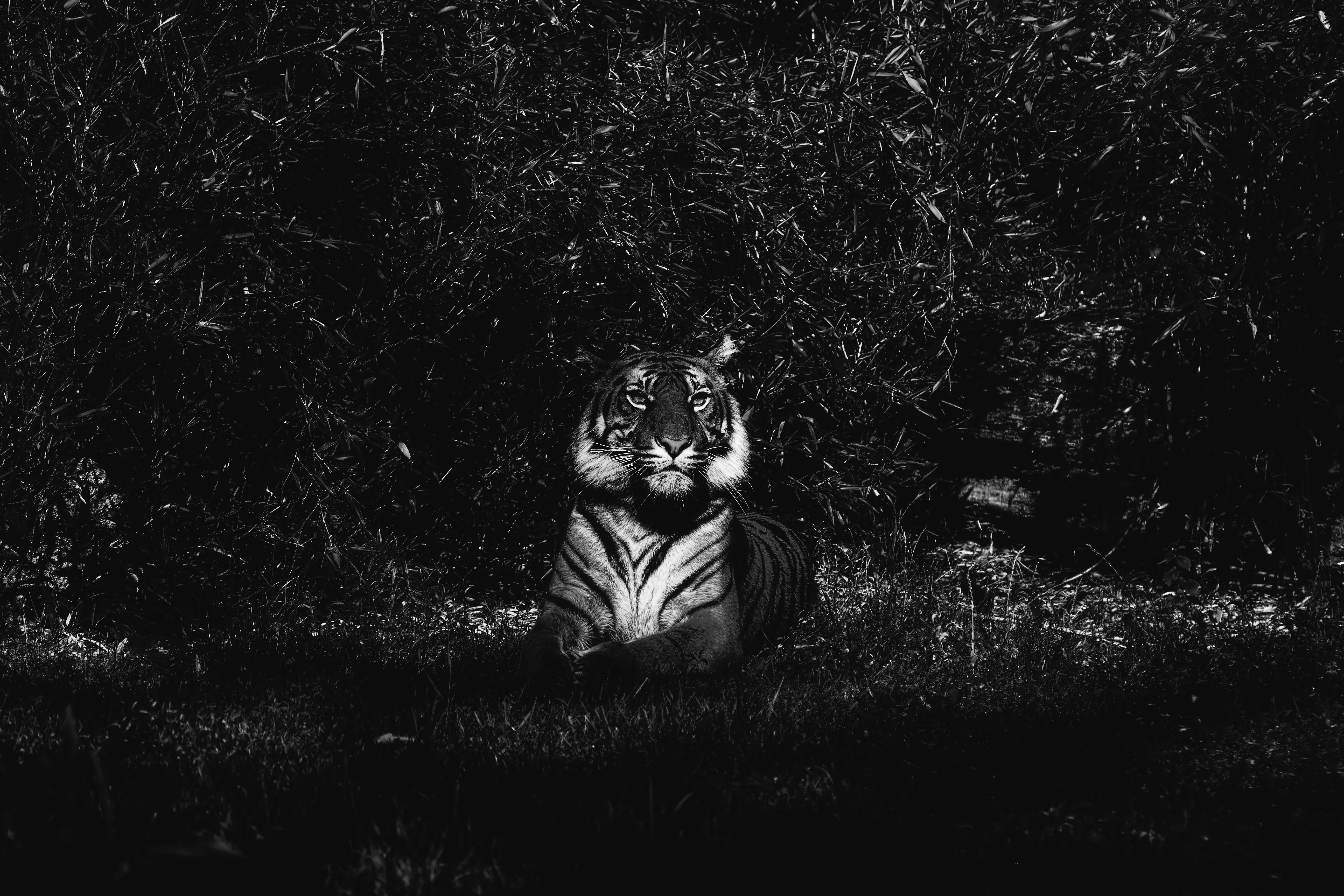 Monochrome Tiger Portrait - tiger wallpaper for Tablet