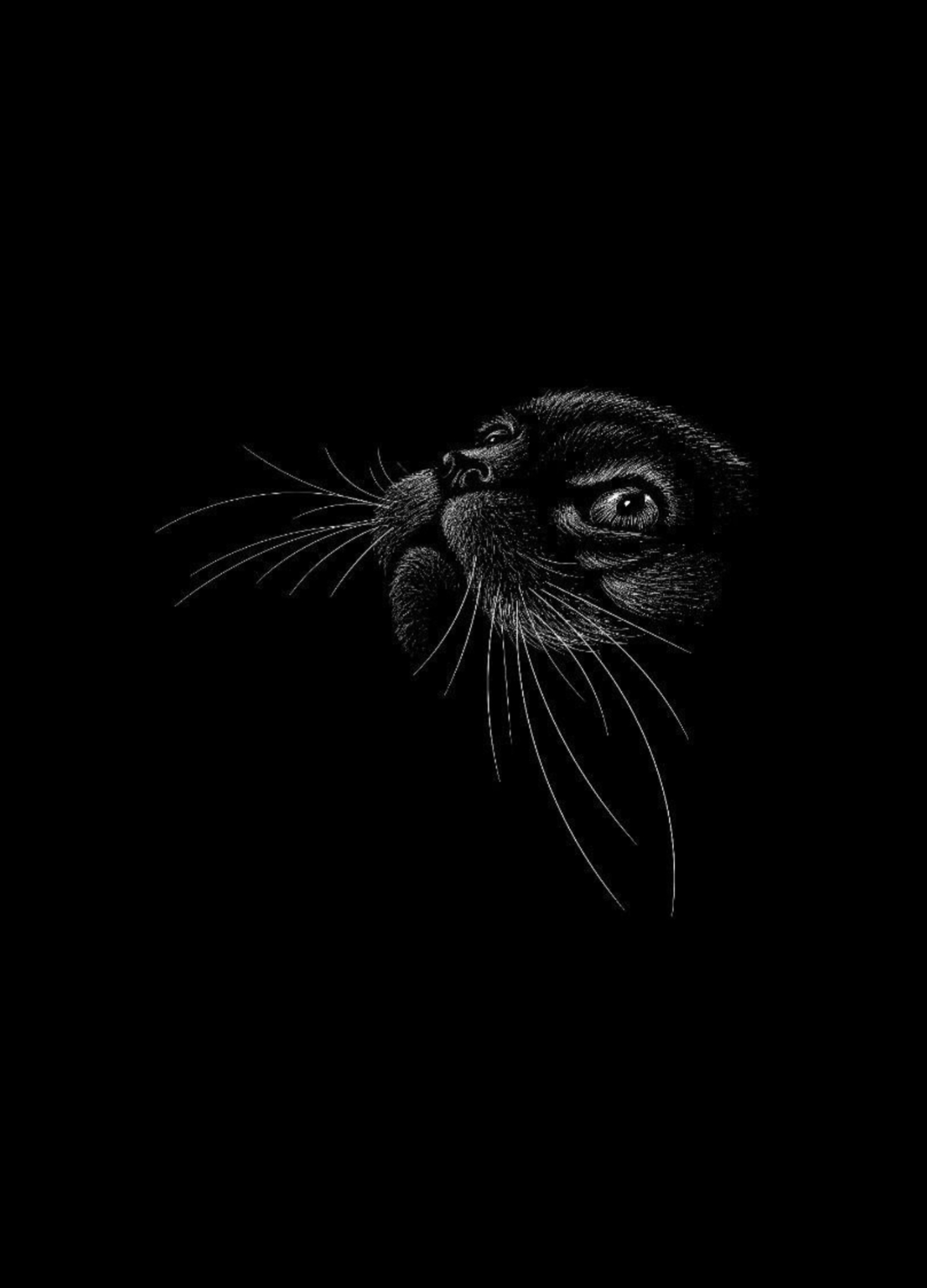 Mysterious Black Cat - animal wallpaper for Darkify