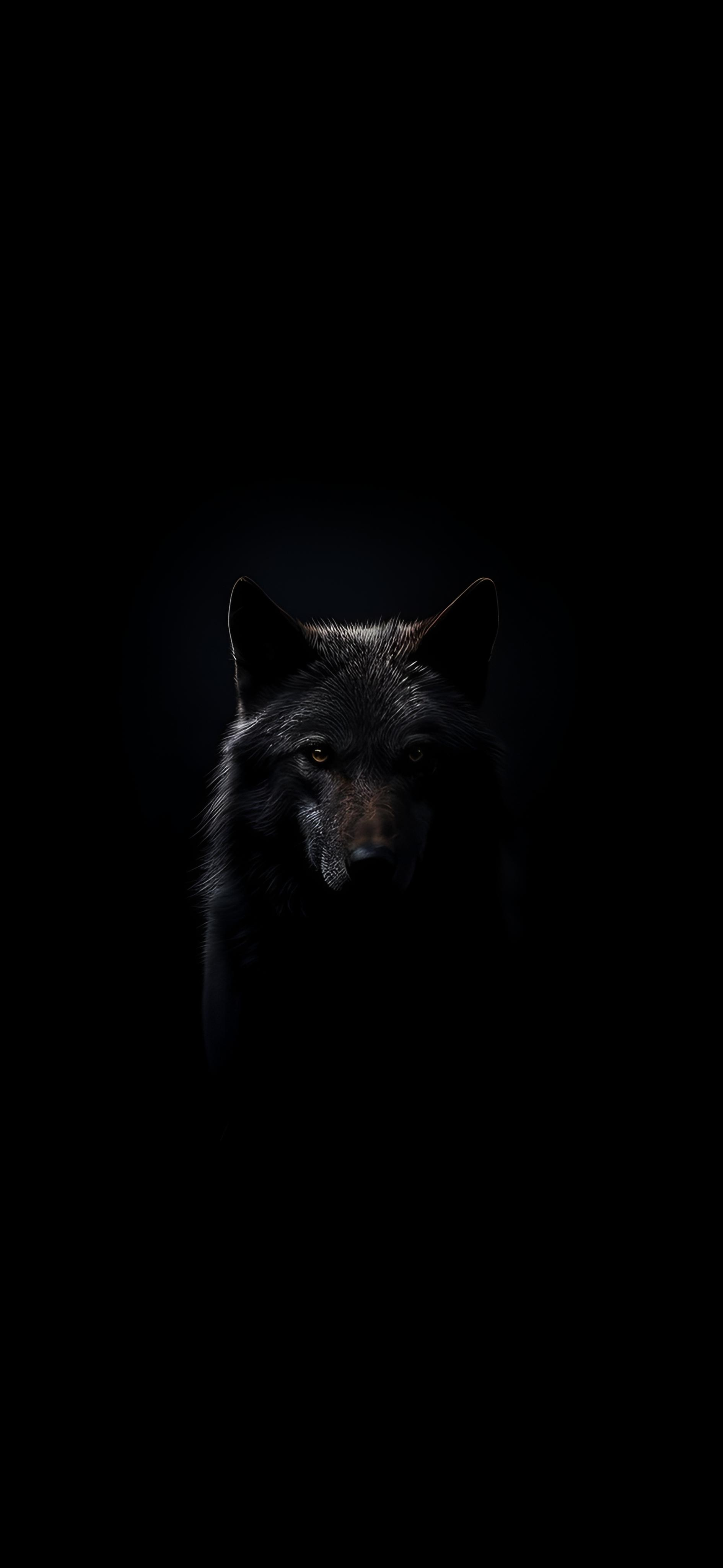 Mysterious Black Wolf - wolf wallpaper for Darkify