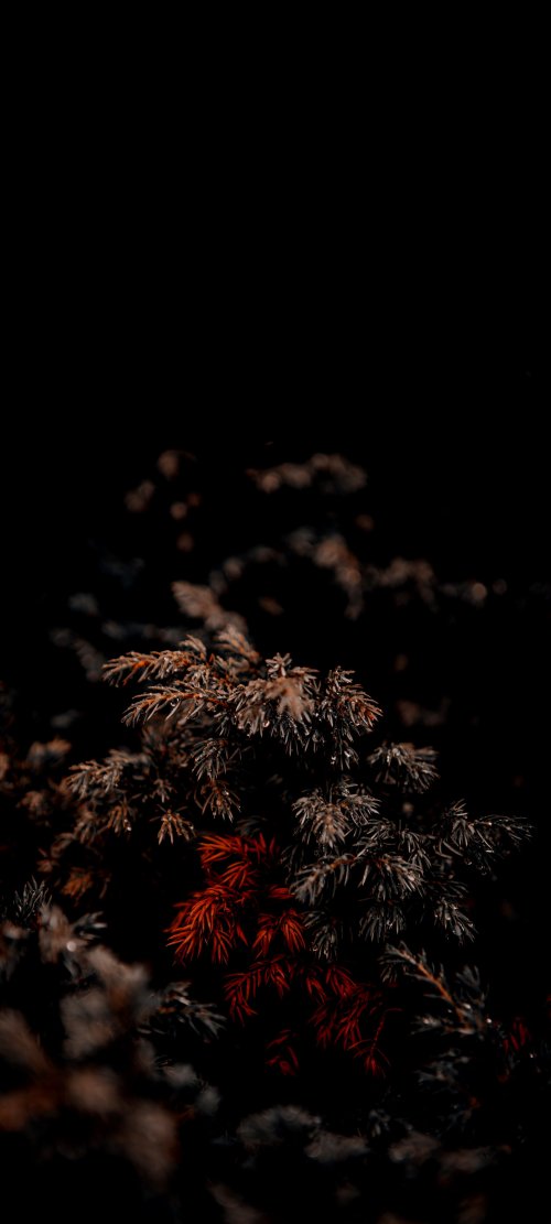Dark Moody Pine Needles - Related Darkify wallpaper
