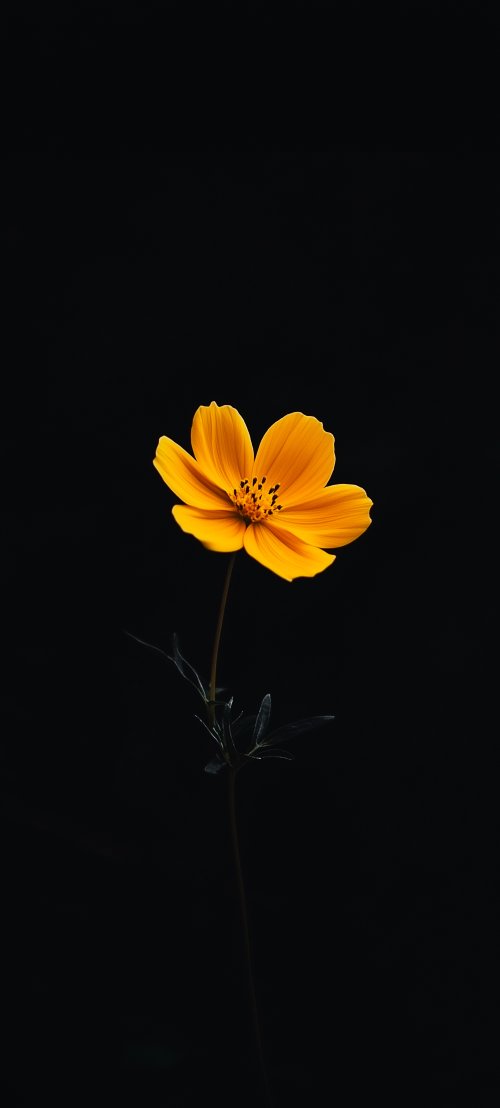 Vibrant Yellow Cosmos Flower - Related StockWalls wallpaper