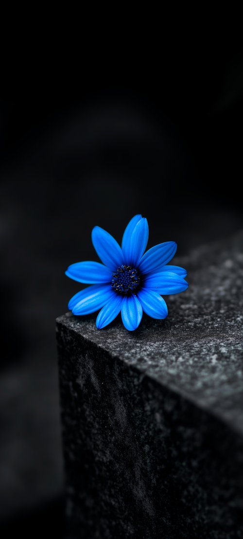 Vibrant Blue Daisy Flower - Related OpersCraft wallpaper