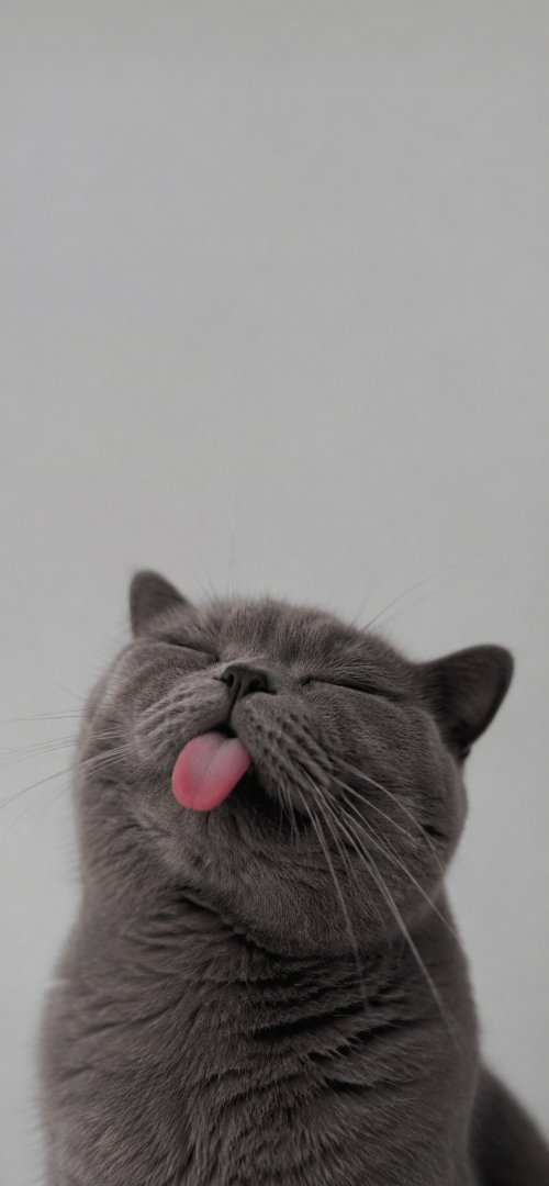 Silly Gray Cat Portrait