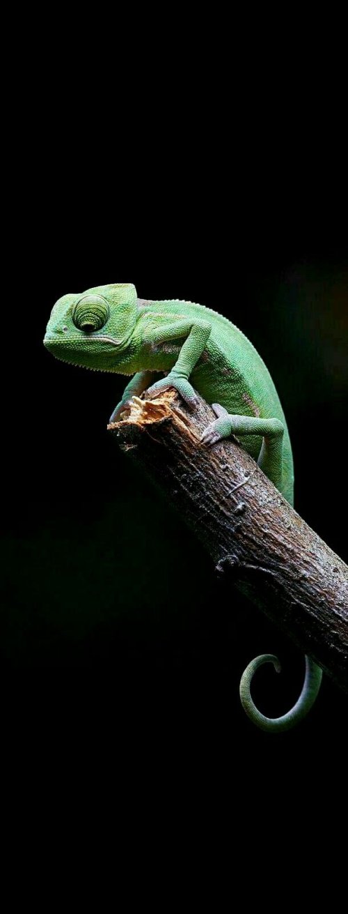 Green Chameleon on Branch - reptile Wallpaper