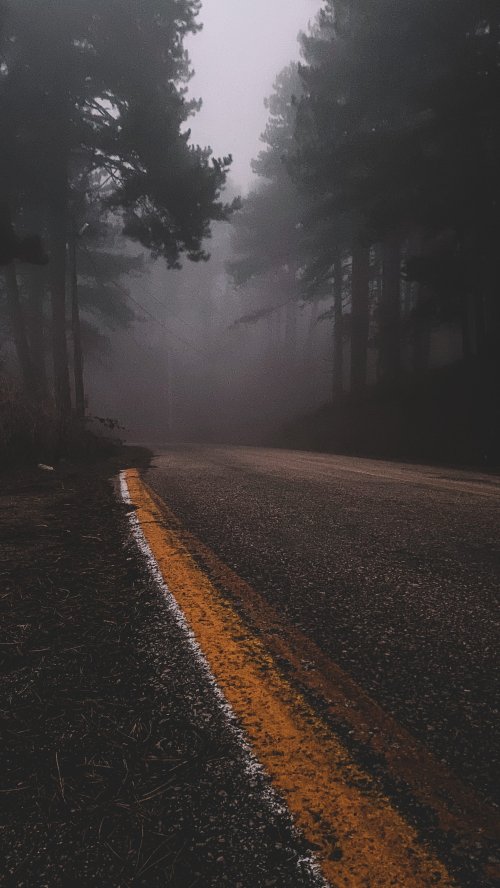 Foggy Forest Road - forest Wallpaper