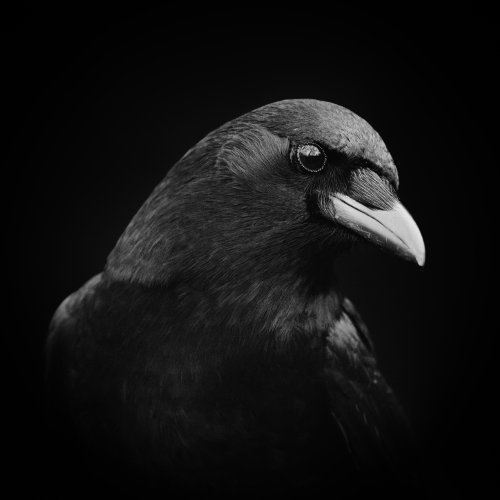 Close-up Crow Portrait - Related StockWalls wallpaper
