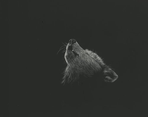Howling Wolf Portrait