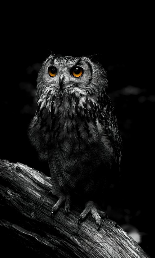 Intense Owl Portrait - Related OpersCraft wallpaper
