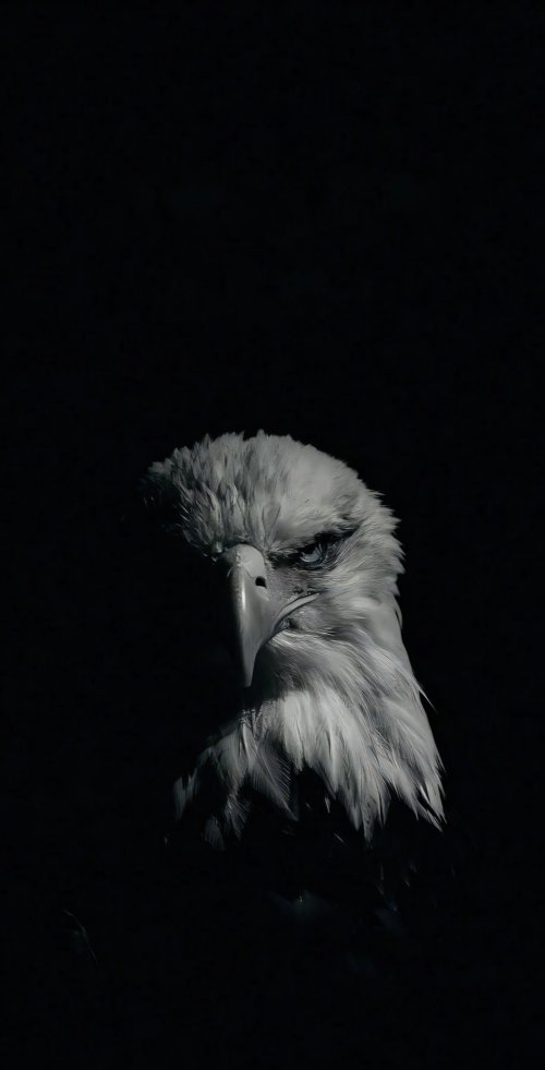 Majestic Eagle Portrait - Related OpersCraft wallpaper