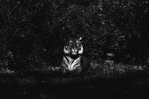 Monochrome Tiger Portrait