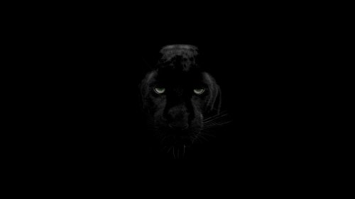 Mysterious Black Panther Eyes