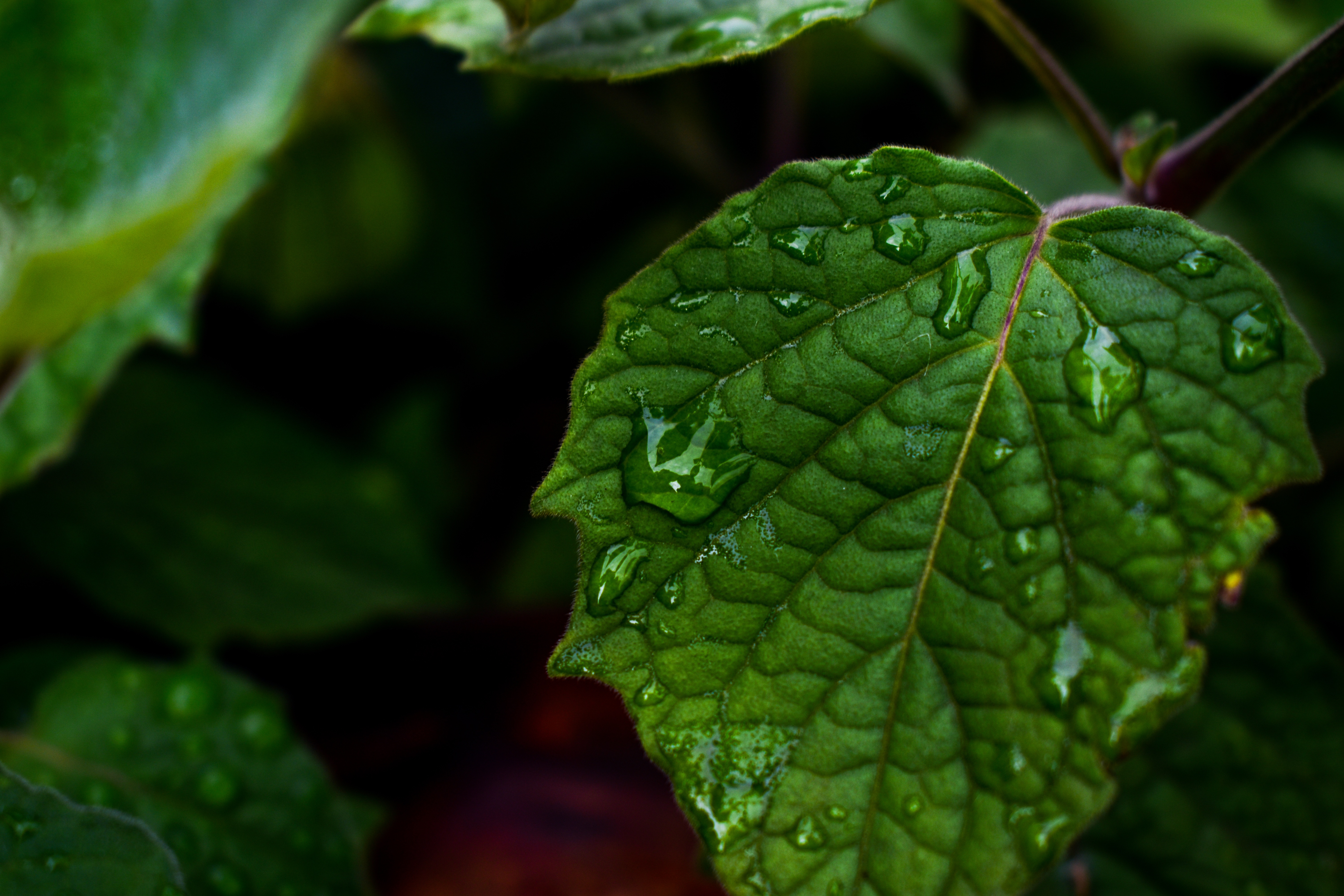 Dew Drops on Leaf - leaf wallpaper for Desktop & Laptop