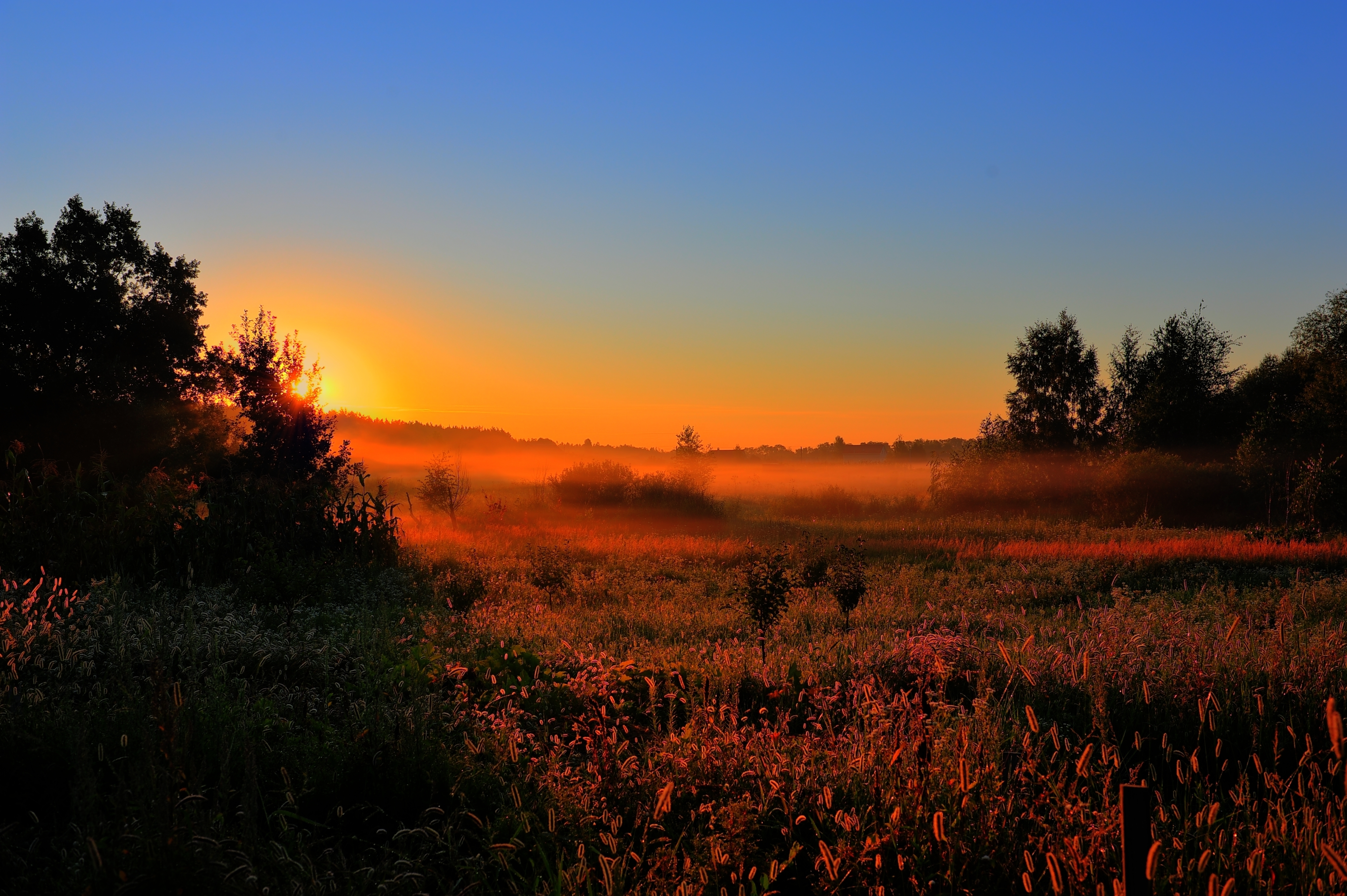 Golden Sunrise Meadow - landscape wallpaper for Desktop & Laptop