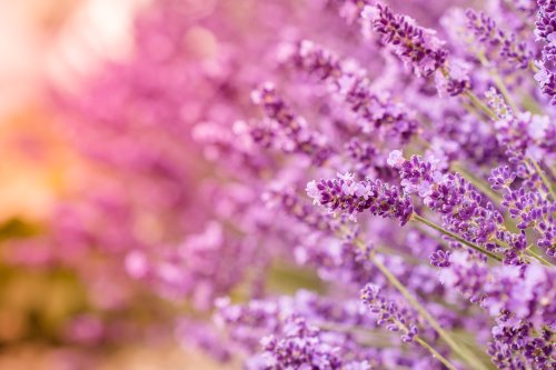 Lavender Field Dream