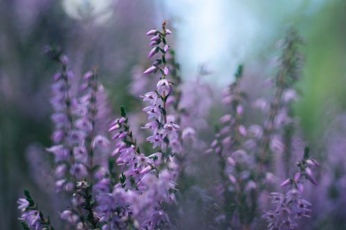 Purple Heather Flower Field - Related StockWalls wallpaper