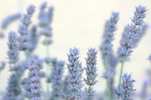 Soft Lavender Bloom