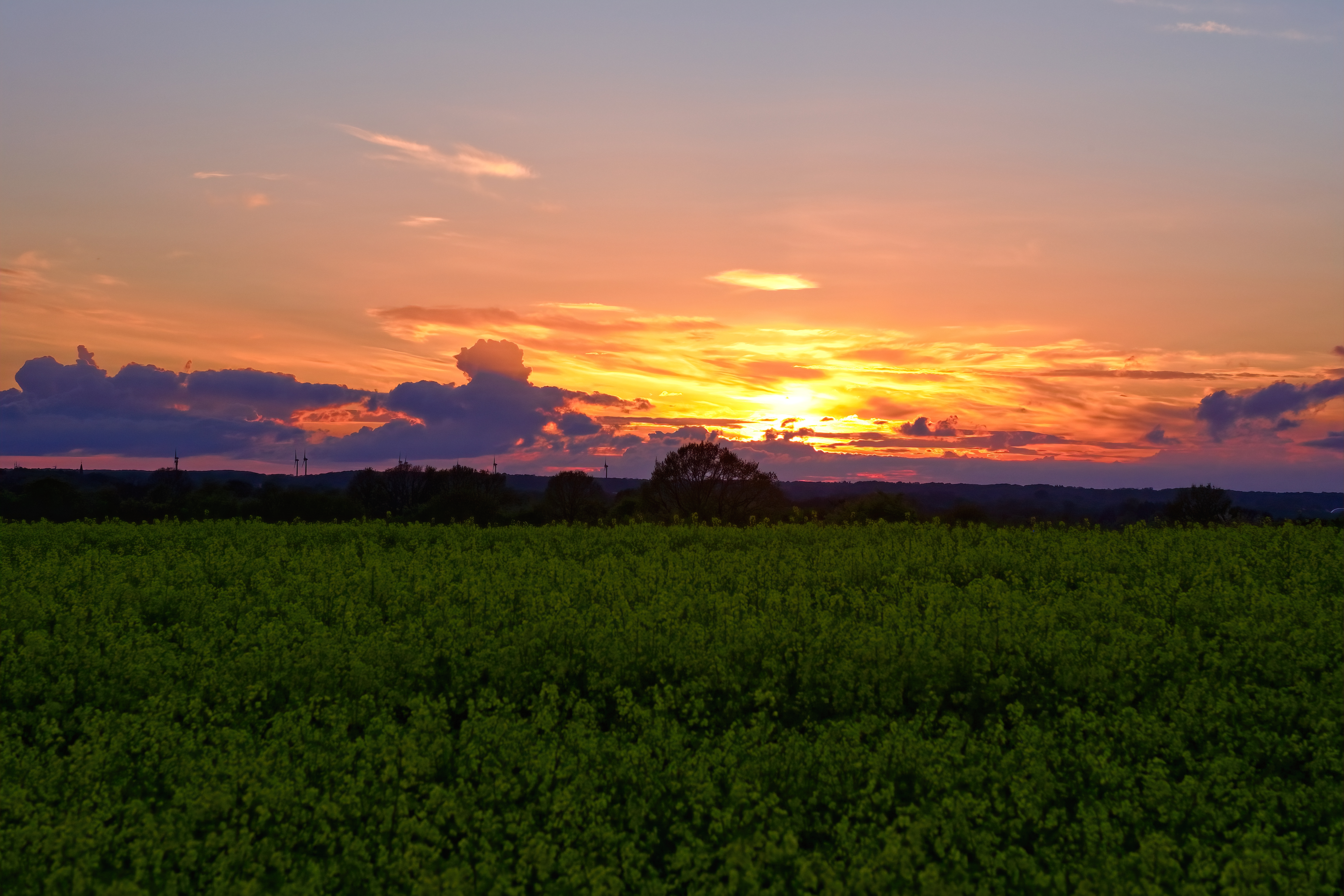 Sunset Over Yellow Field - landscape wallpaper for Desktop & Laptop