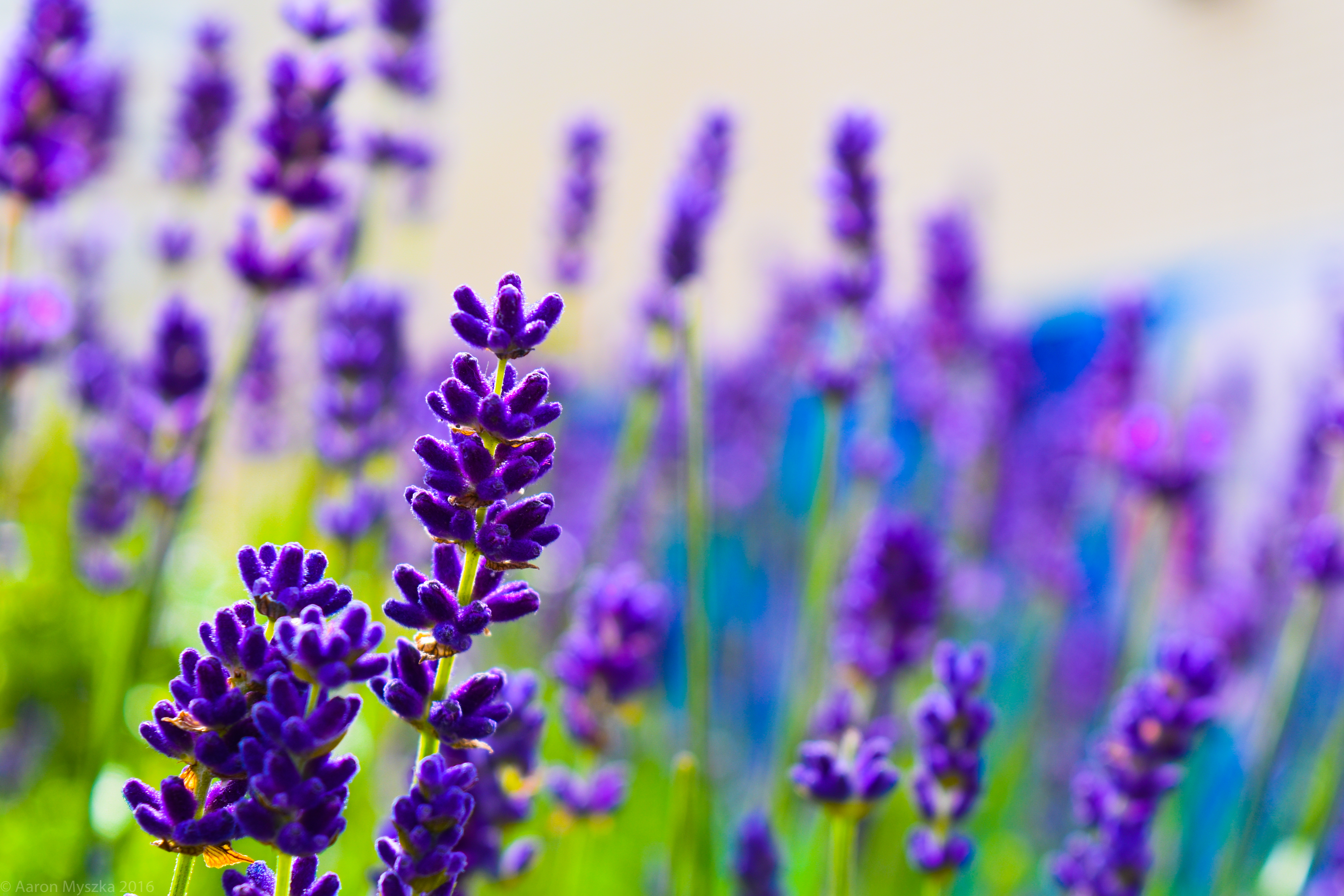 Vibrant Lavender Field Bloom - floral wallpaper for Desktop & Laptop