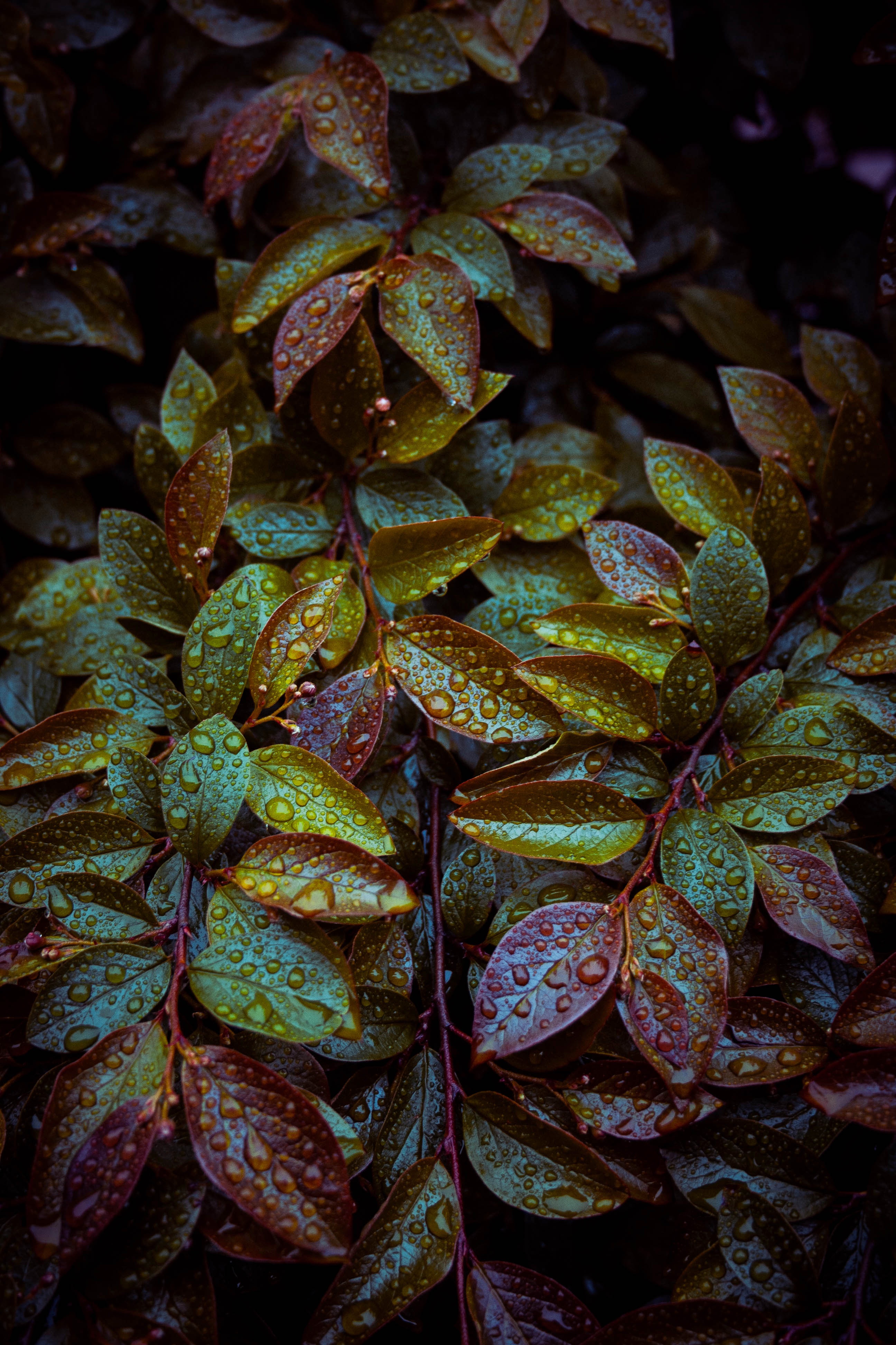 Raindrops on Autumn Leaves - nature wallpaper for OpersCraft