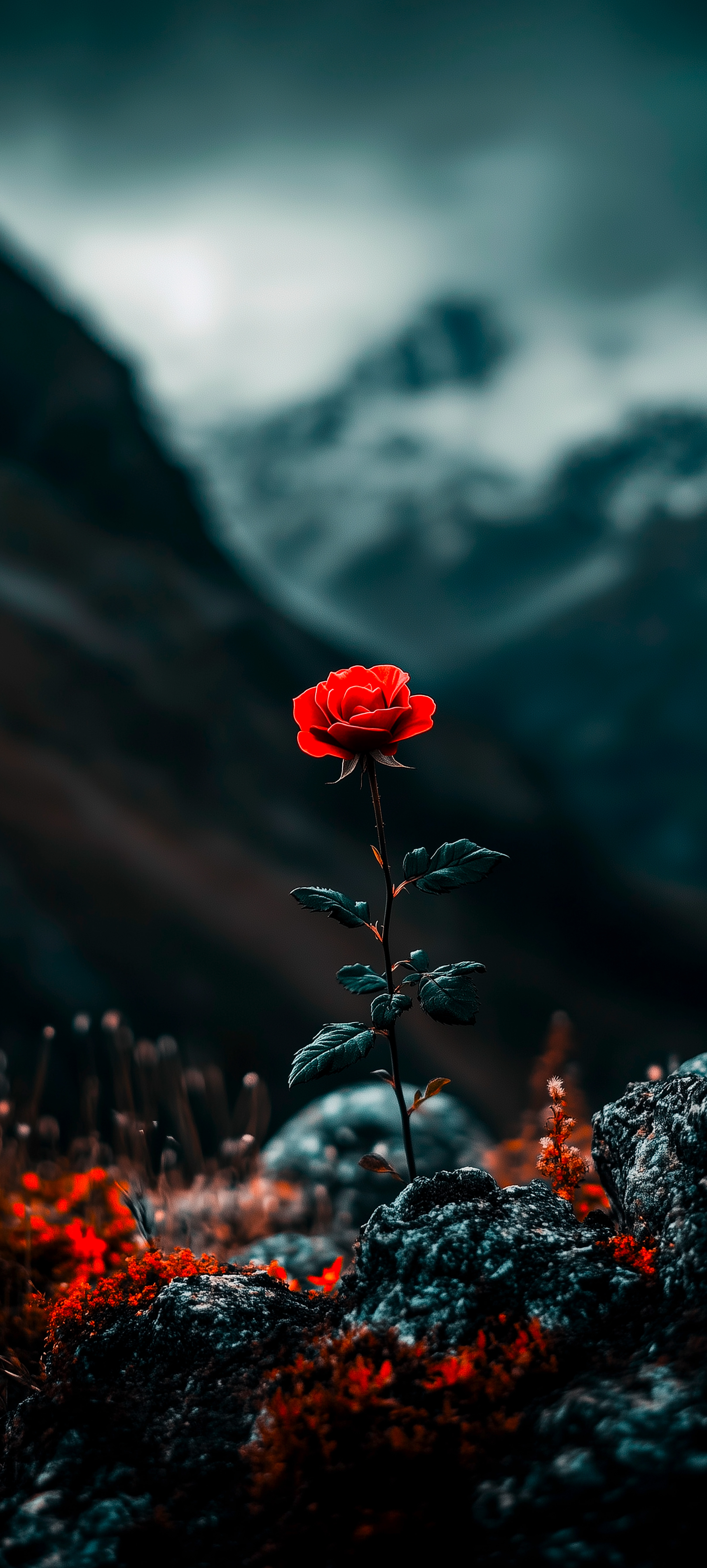 Single Red Rose Wallpaper - rose wallpaper for OpersCraft