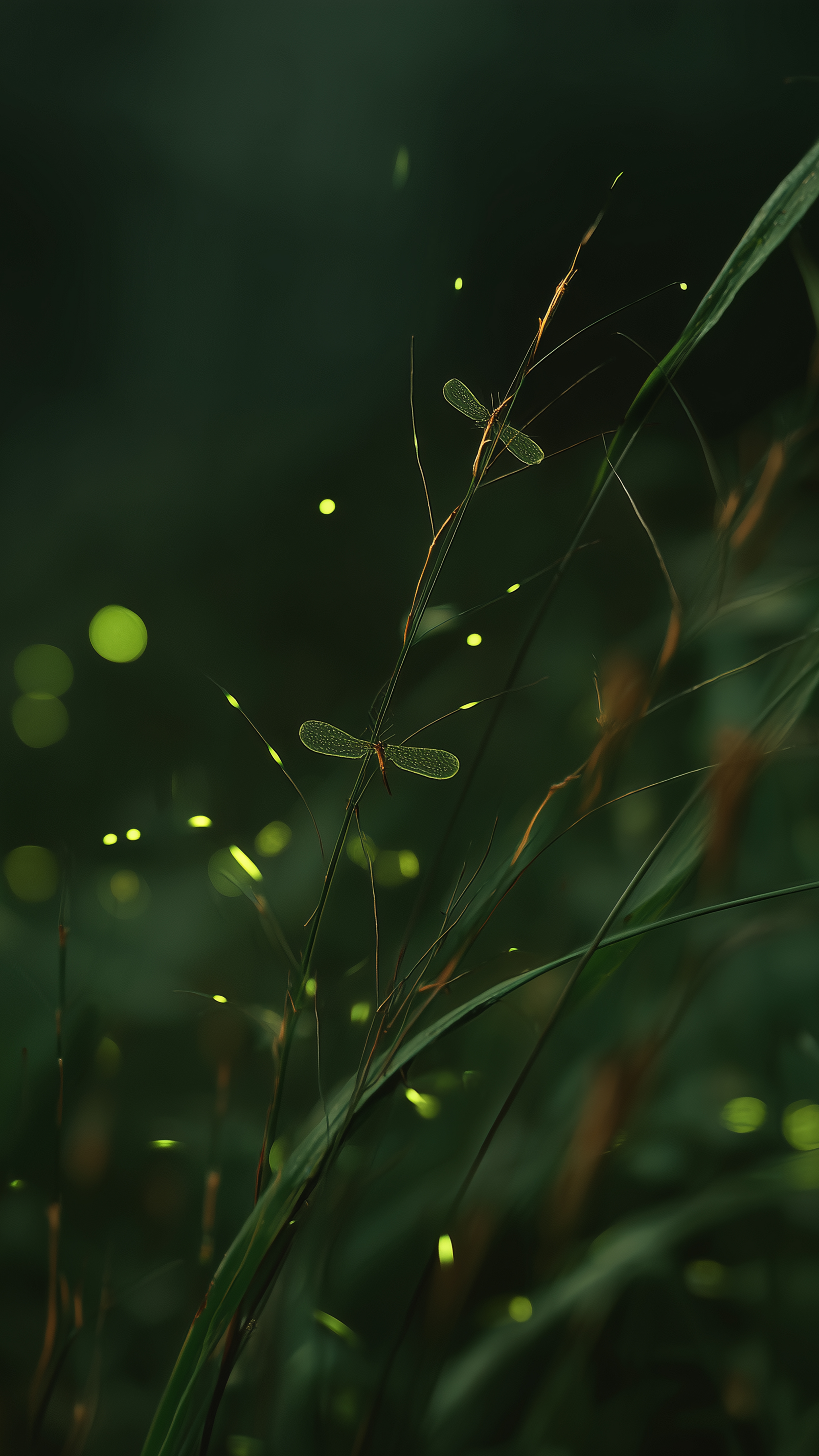 Glowing Fireflies at Night - insects wallpaper for OpersCraft