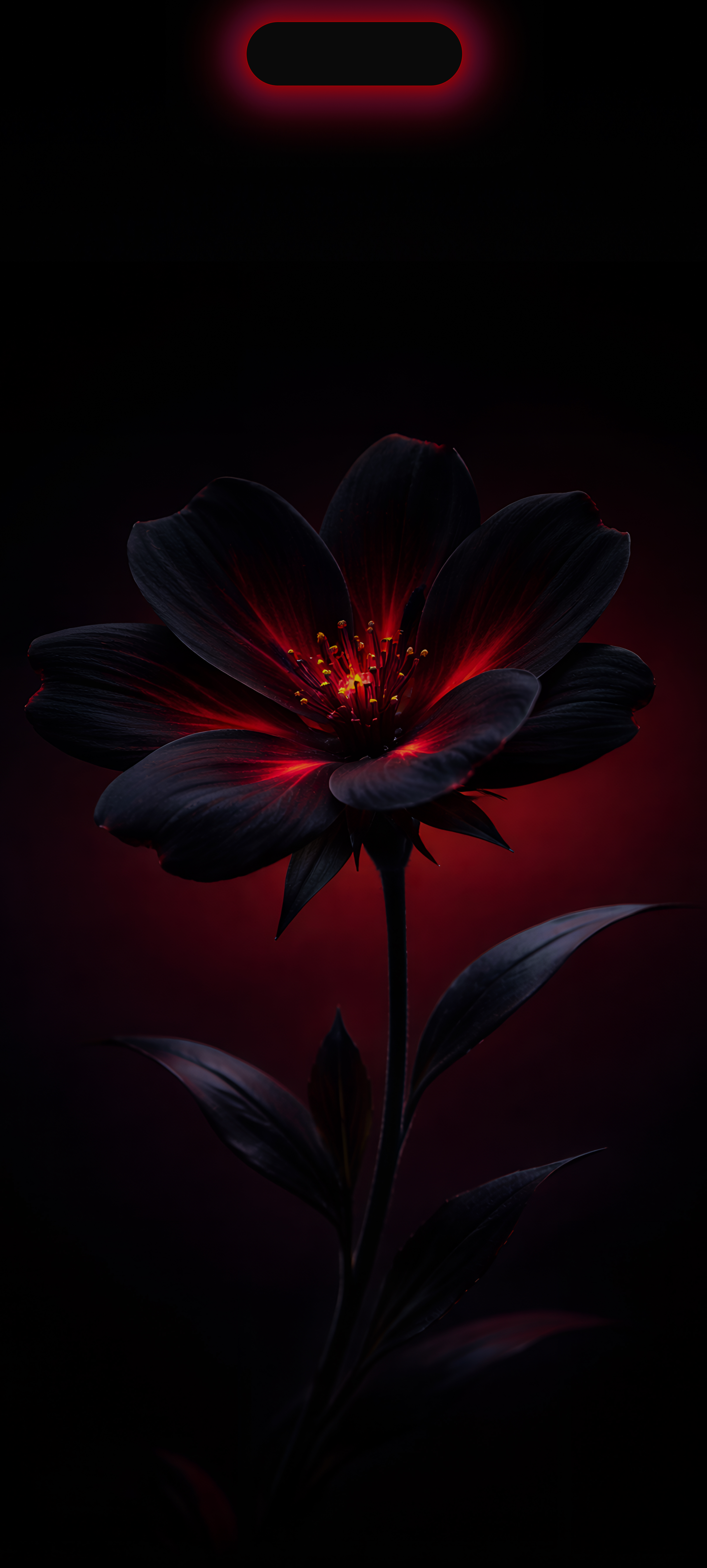 Glowing Dark Red Flower - flowers wallpaper for OpersCraft