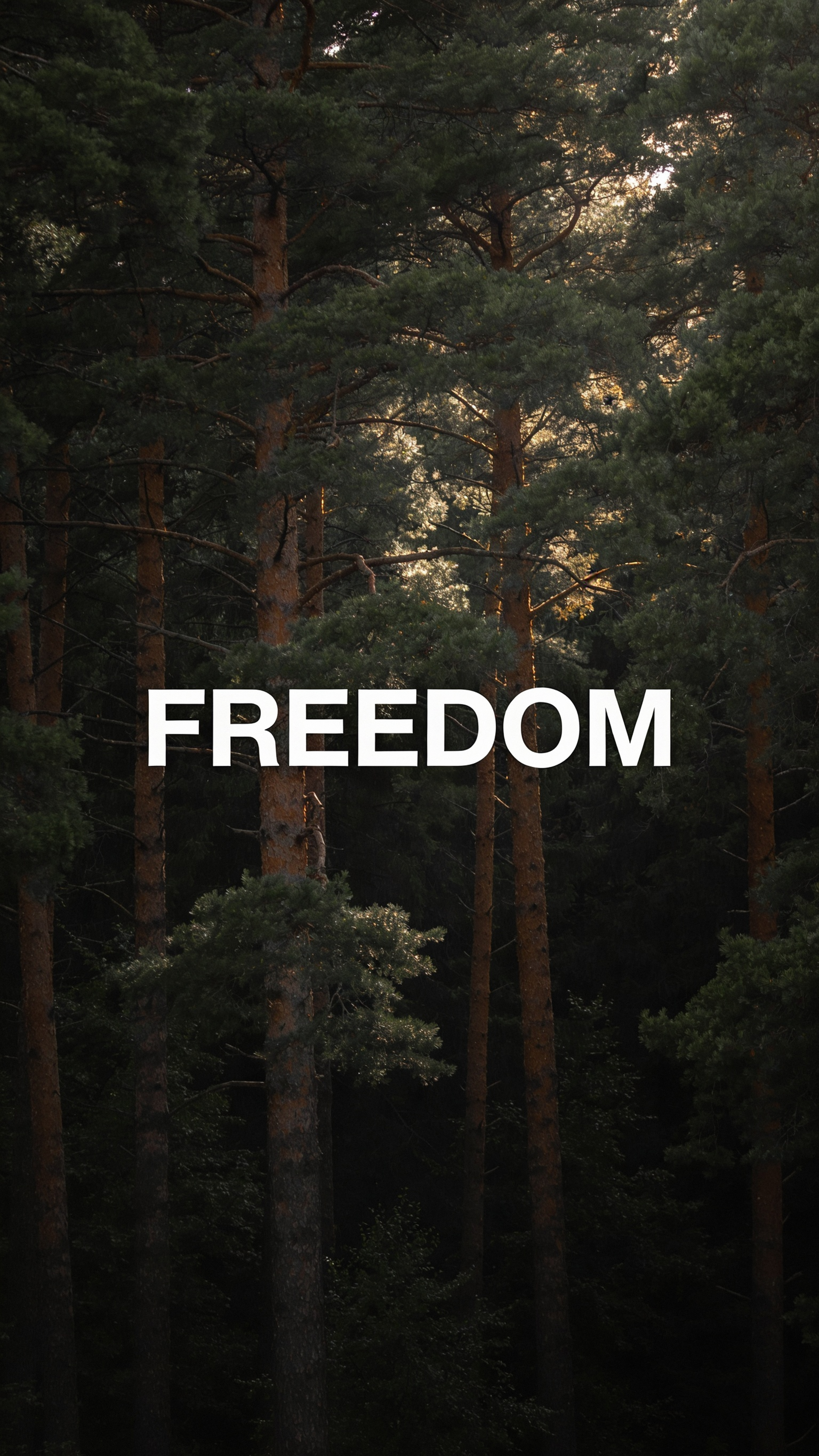 Freedom Forest Pine Wallpaper - forest wallpaper for OpersCraft