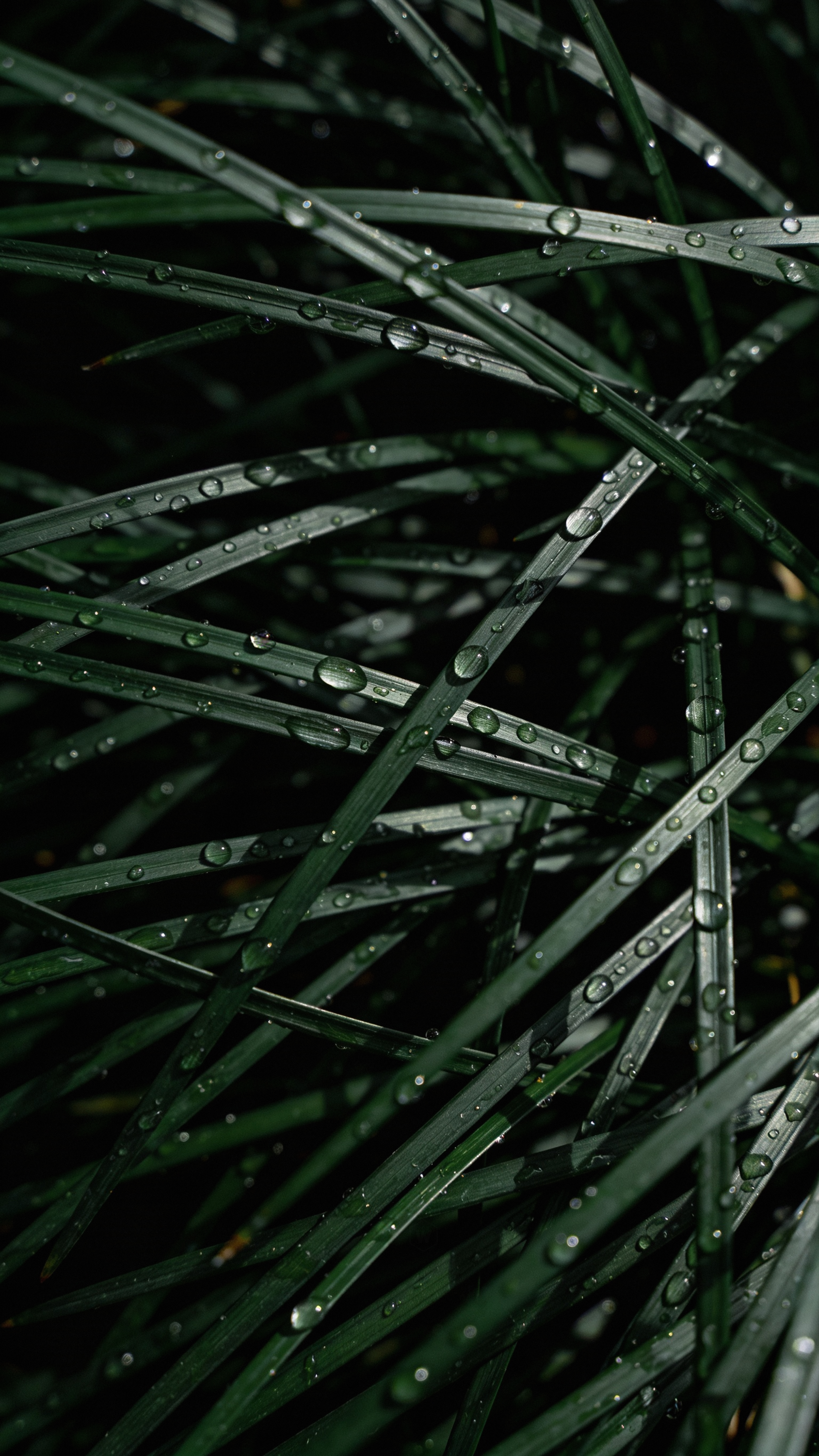 Dewy Green Grass Blades - plant wallpaper for OpersCraft