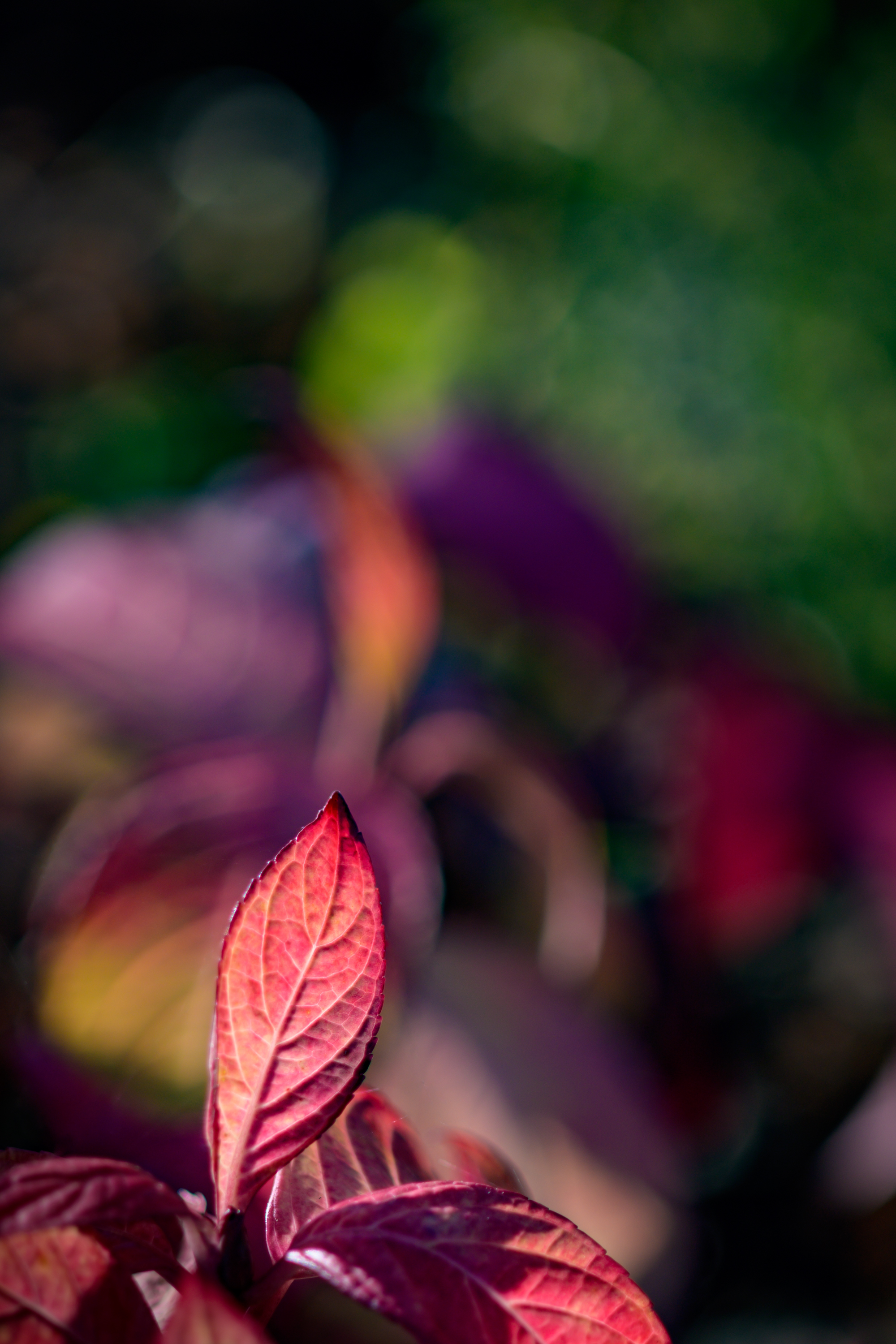 Vibrant Red Autumn Leaf - leaf wallpaper for OpersCraft