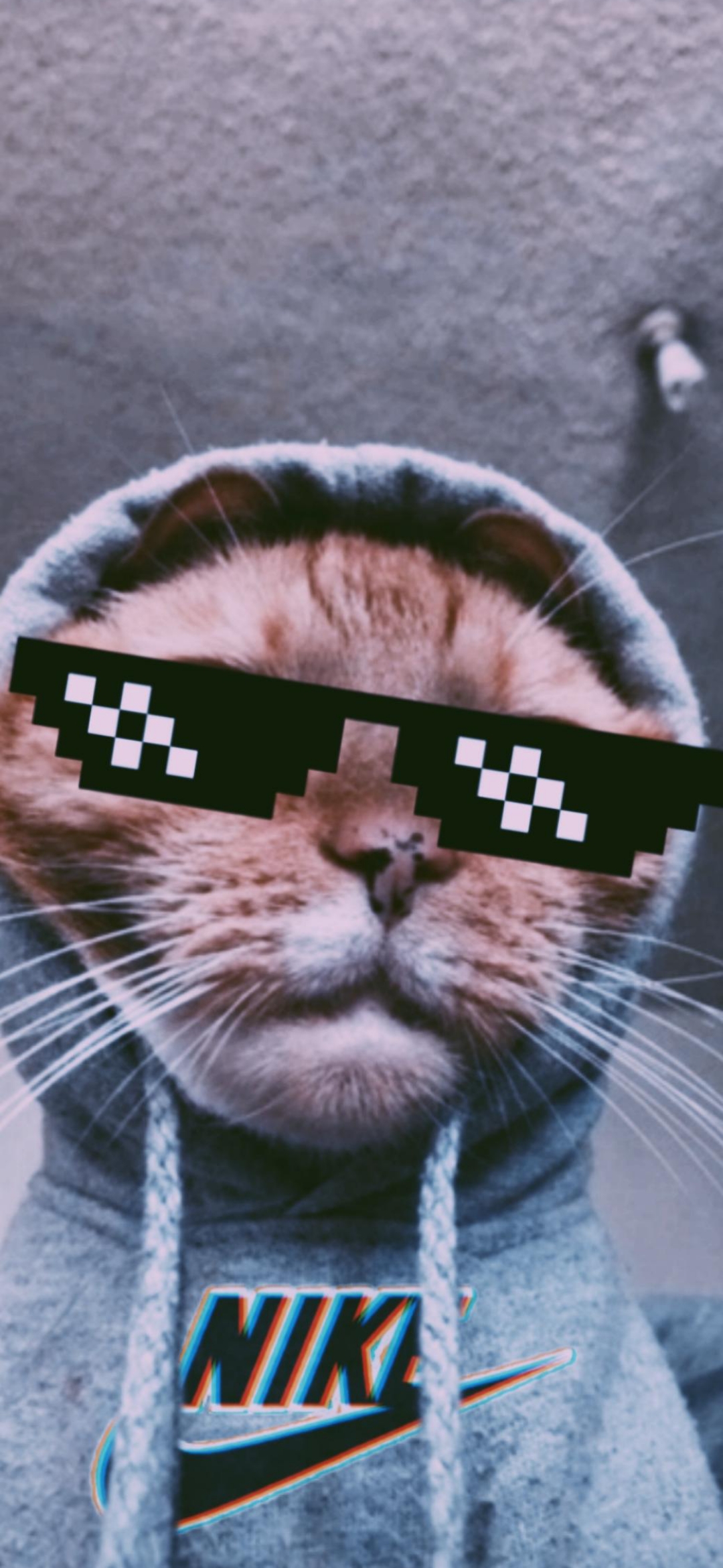 Swag Cat Wallpaper - cat wallpaper for OpersCraft