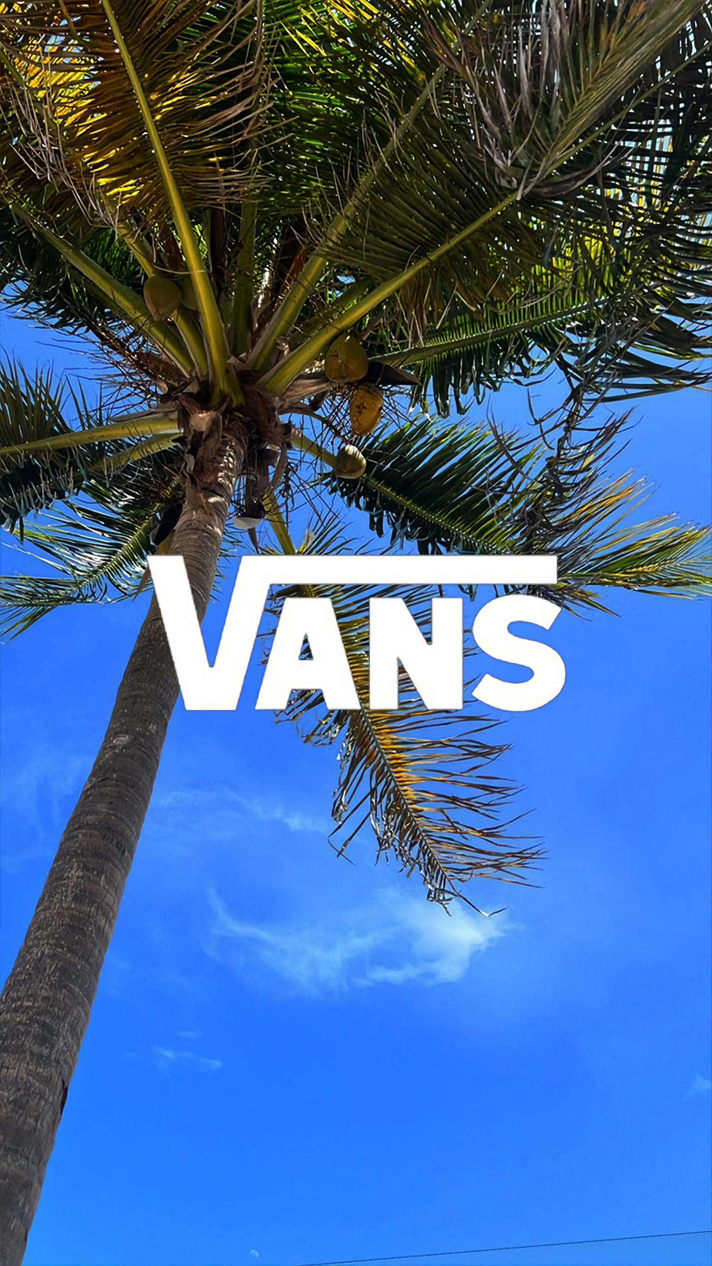 Vans Palm Tree Wallpaper - gaming wallpaper for OpersCraft