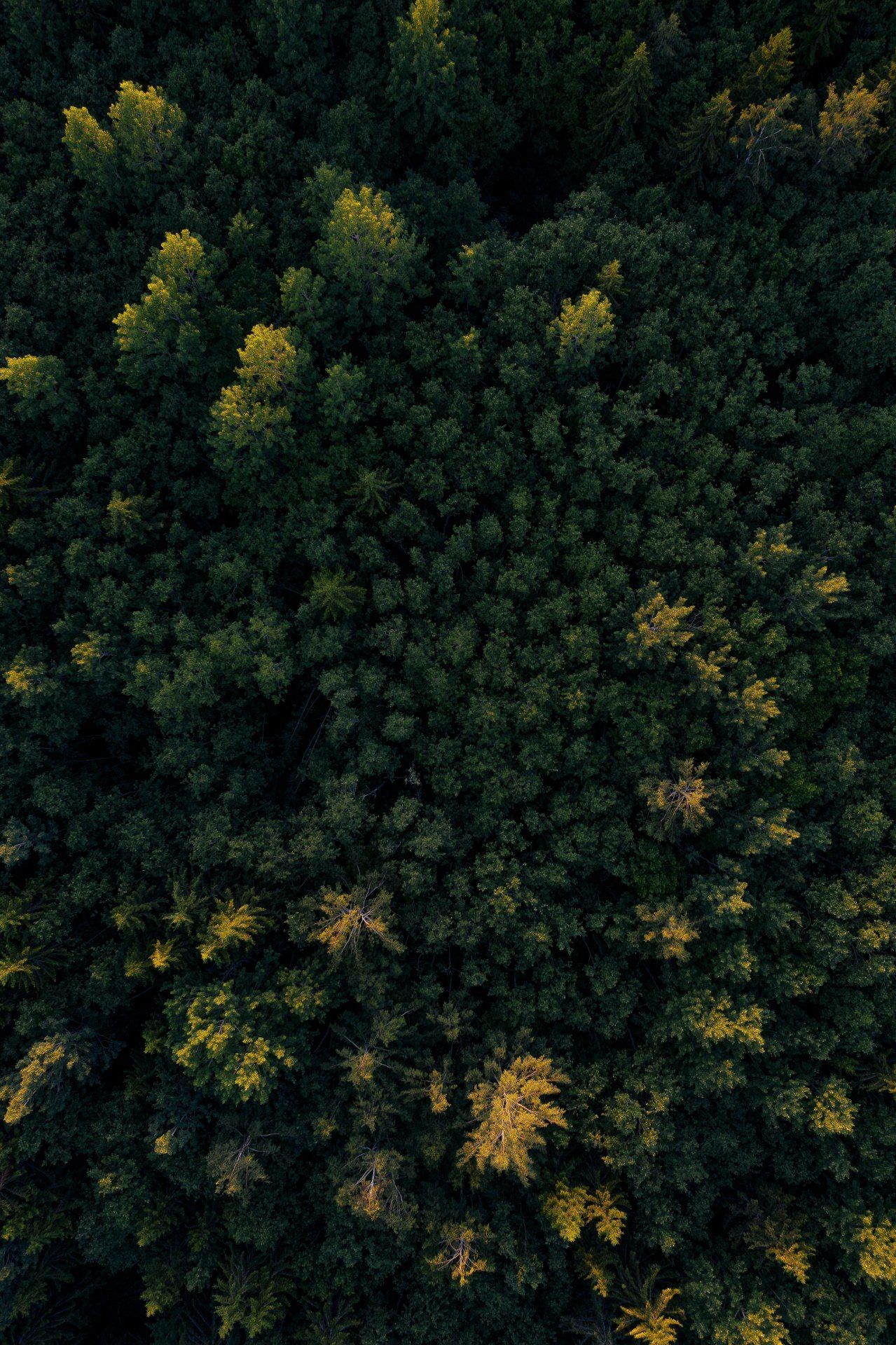 Aerial Forest Canopy - forest wallpaper for OpersCraft