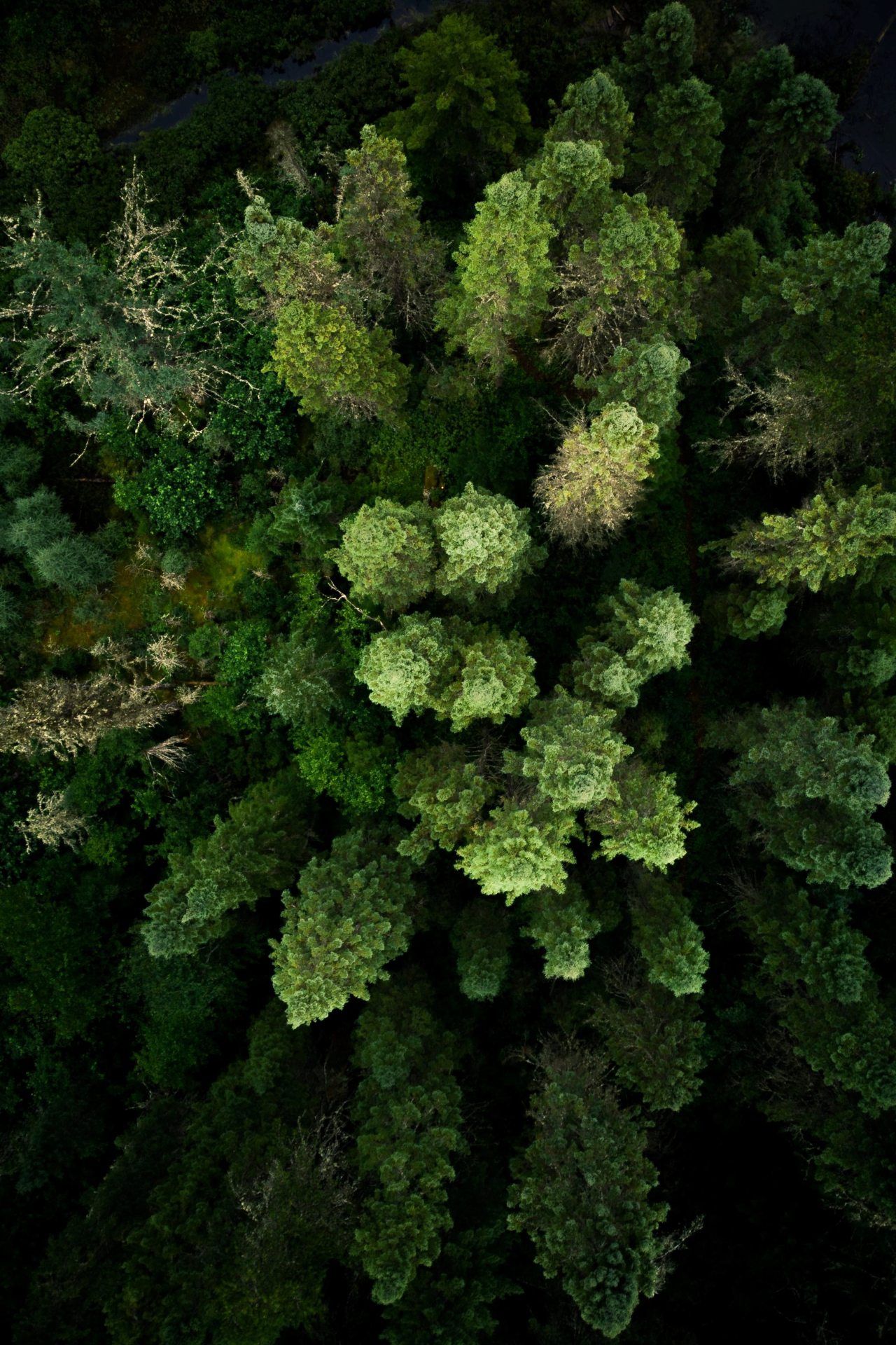 Aerial Forest Canopy View - forest wallpaper for OpersCraft