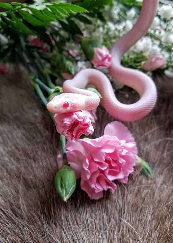 Albino Snake and Flowers - snake wallpaper for OpersCraft