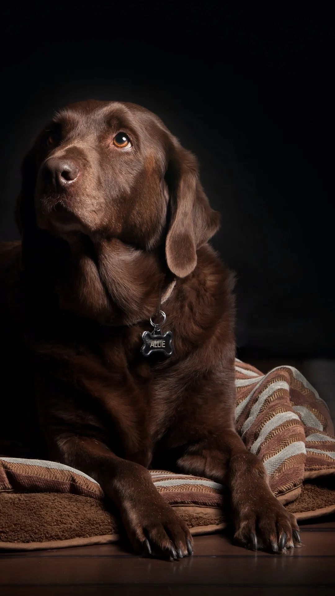 Allie the Chocolate Lab - dog wallpaper for OpersCraft